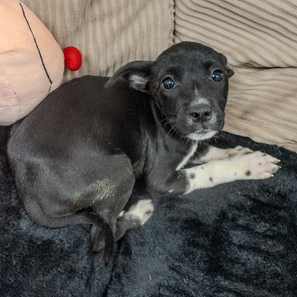 Enlarge Alice, a Adoptable mixed breed in Pawling, NY image 4/6