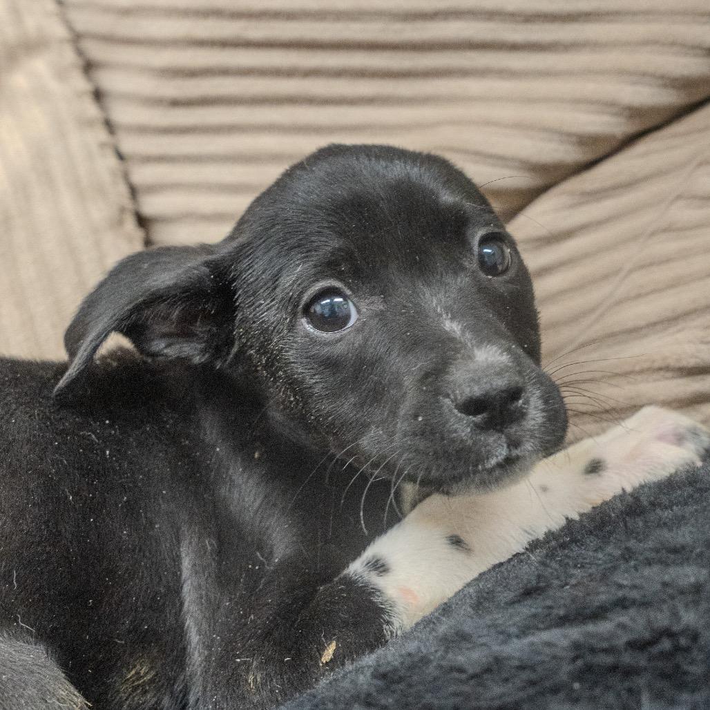 Enlarge Alice, a Adoptable mixed breed in Pawling, NY image 5/6