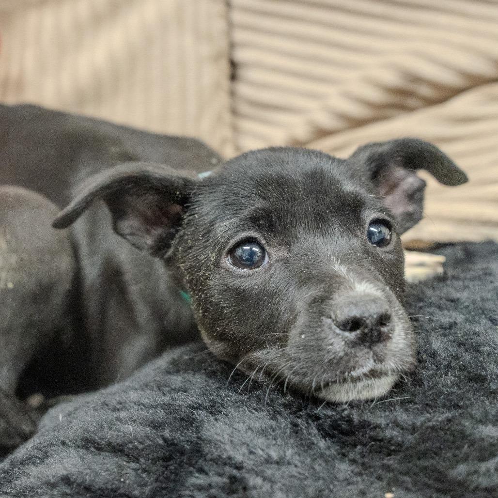 Enlarge Alice, a Adoptable mixed breed in Pawling, NY image 6/6