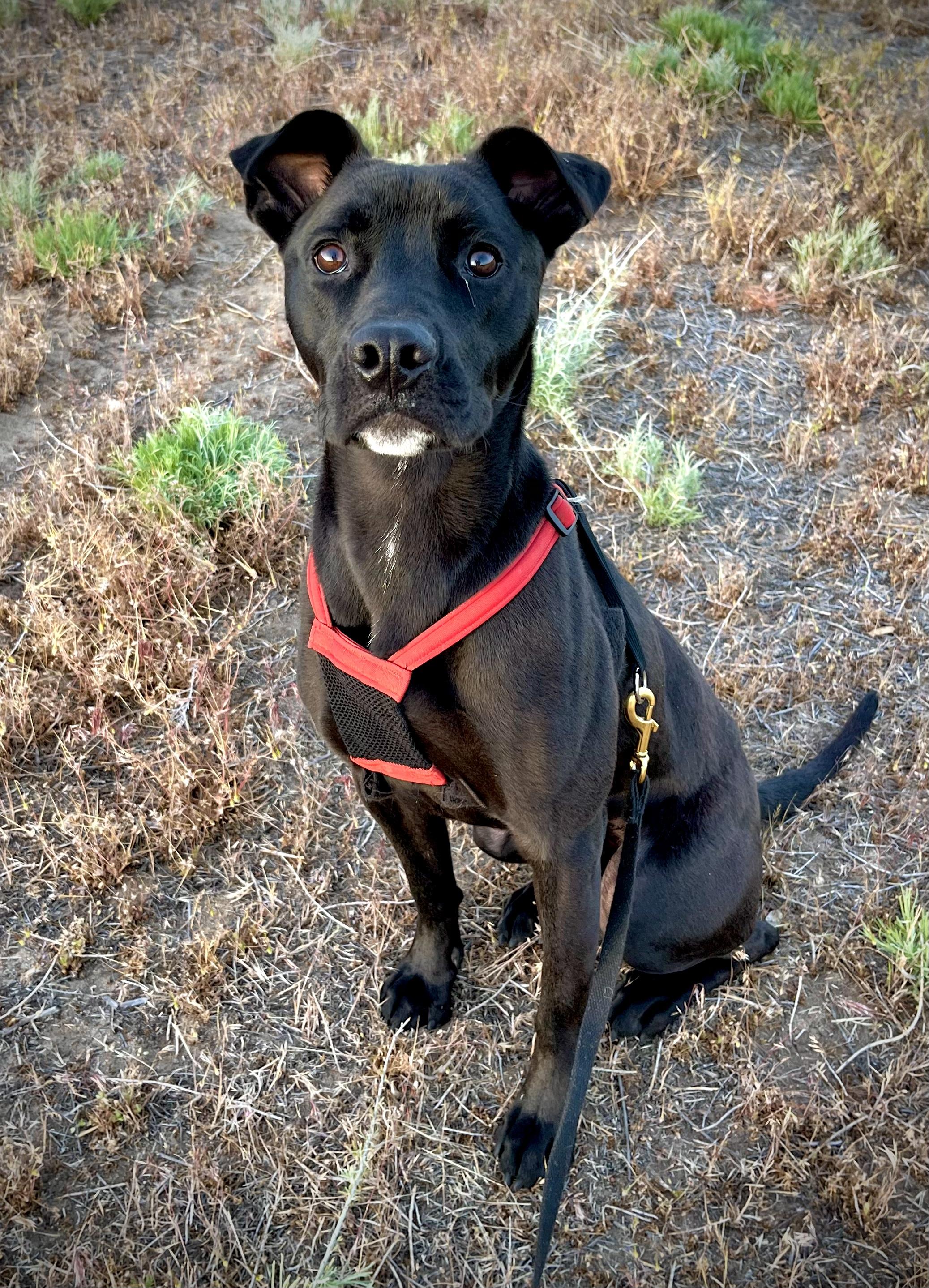 Denver, Adoptable, Young Male Pit Bull Terrier.