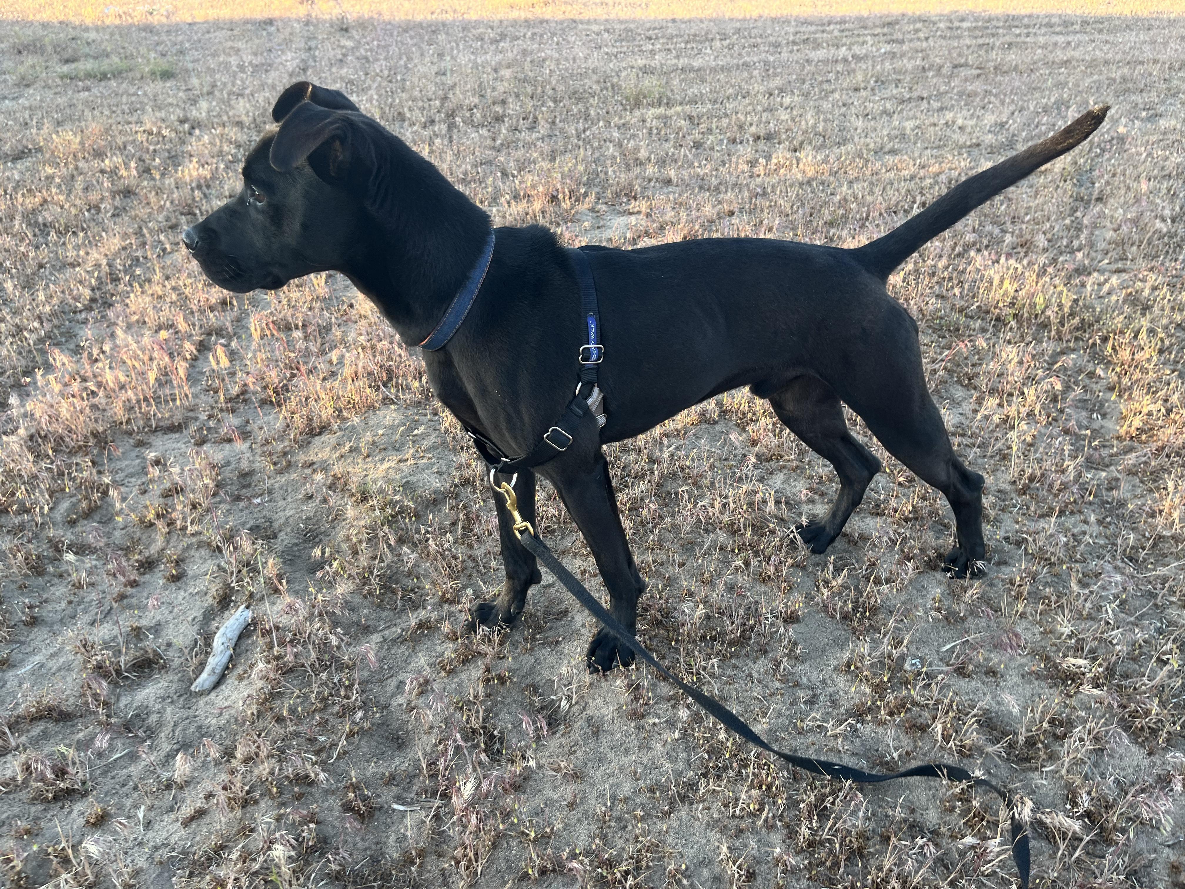Enlarge Denver, a Adoptable Pit Bull Terrier in Sparks, NV image 3/4