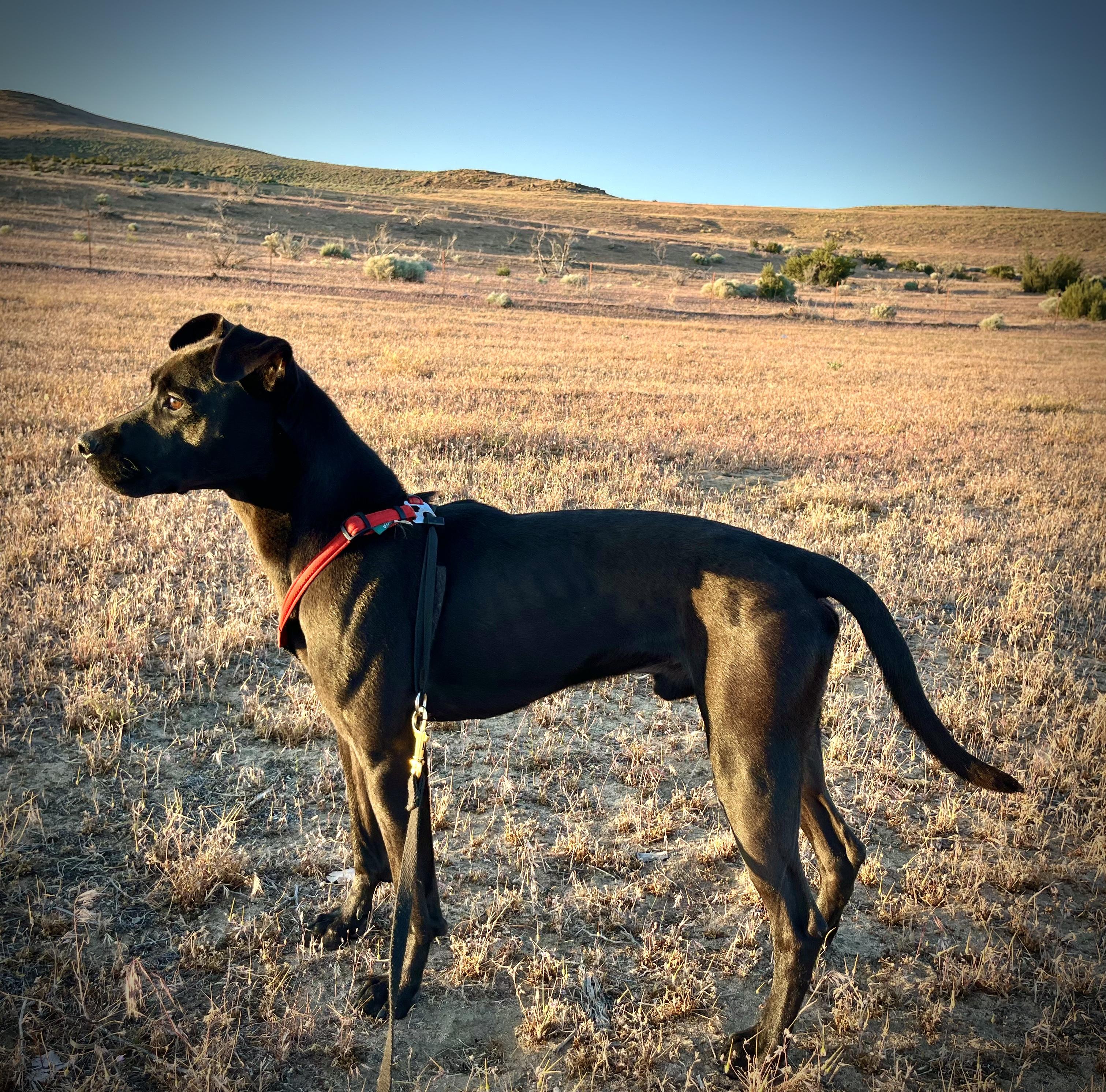 Enlarge Denver, a Adoptable Pit Bull Terrier in Sparks, NV image 4/4