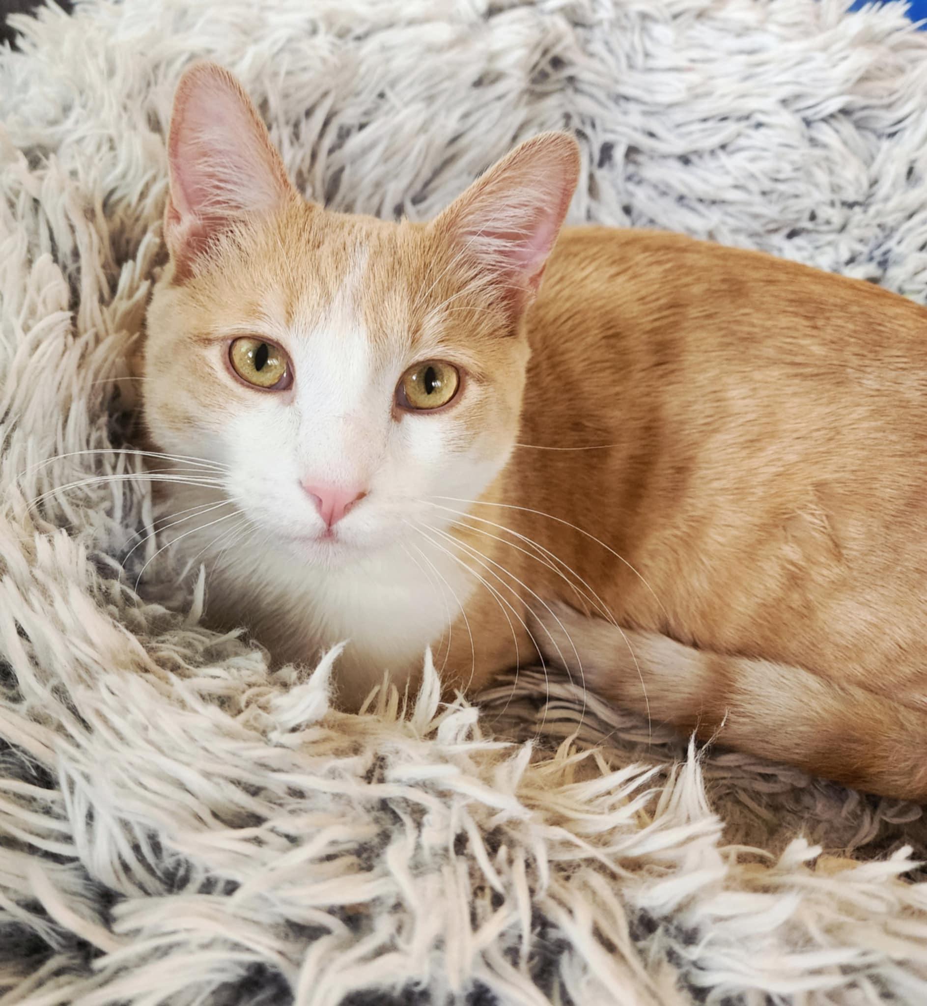 Mulder, Young Male Domestic Short Hair