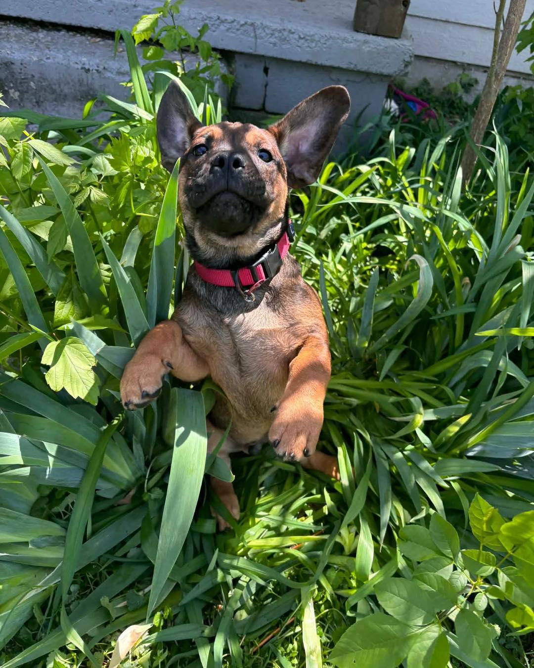 Enlarge Tato, a ADOPTABLE mixed breed in Broken Arrow, OK image 2/6