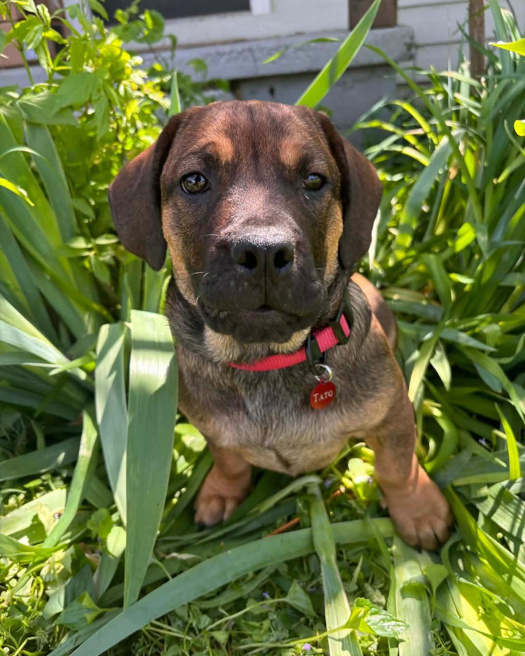 Enlarge Tato, a ADOPTABLE mixed breed in Broken Arrow, OK image 1/6
