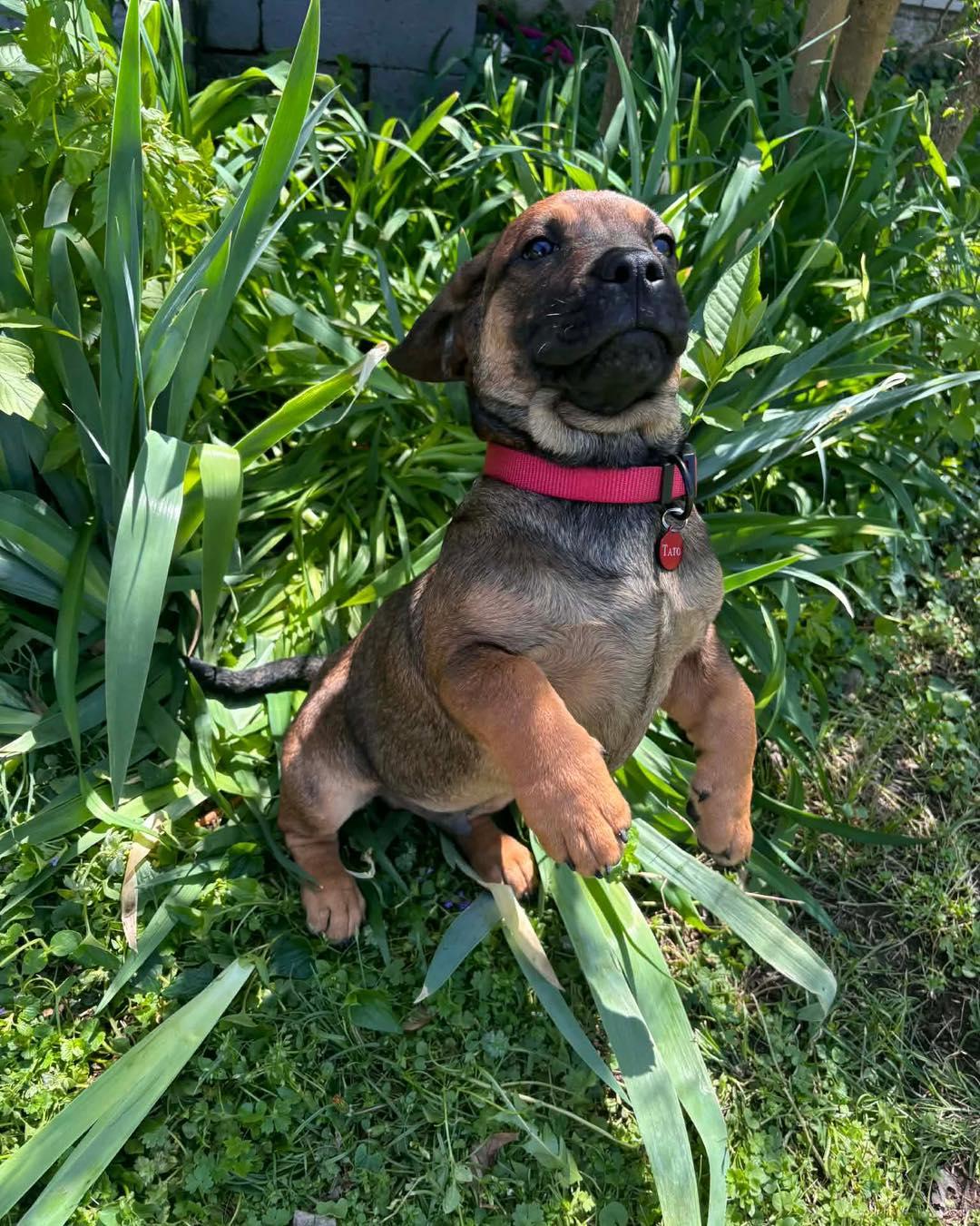 Enlarge Tato, a ADOPTABLE mixed breed in Broken Arrow, OK image 6/6
