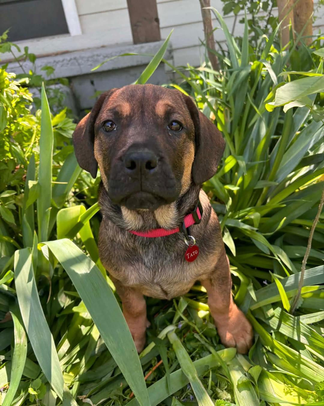 Enlarge Tato, a ADOPTABLE mixed breed in Broken Arrow, OK image 4/6