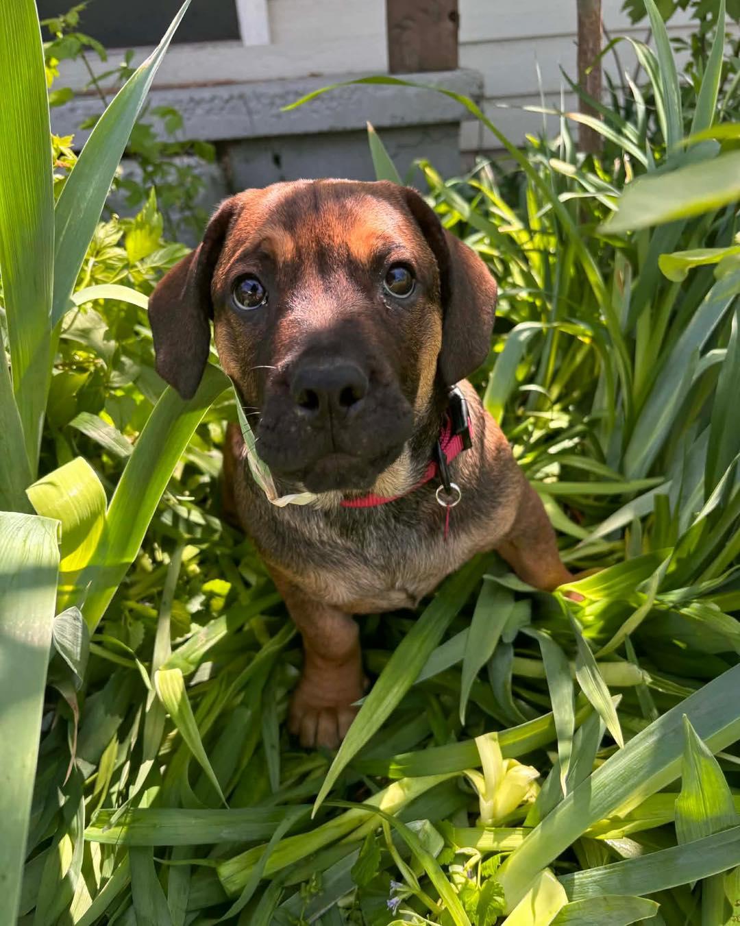 Enlarge Tato, a ADOPTABLE mixed breed in Broken Arrow, OK image 5/6