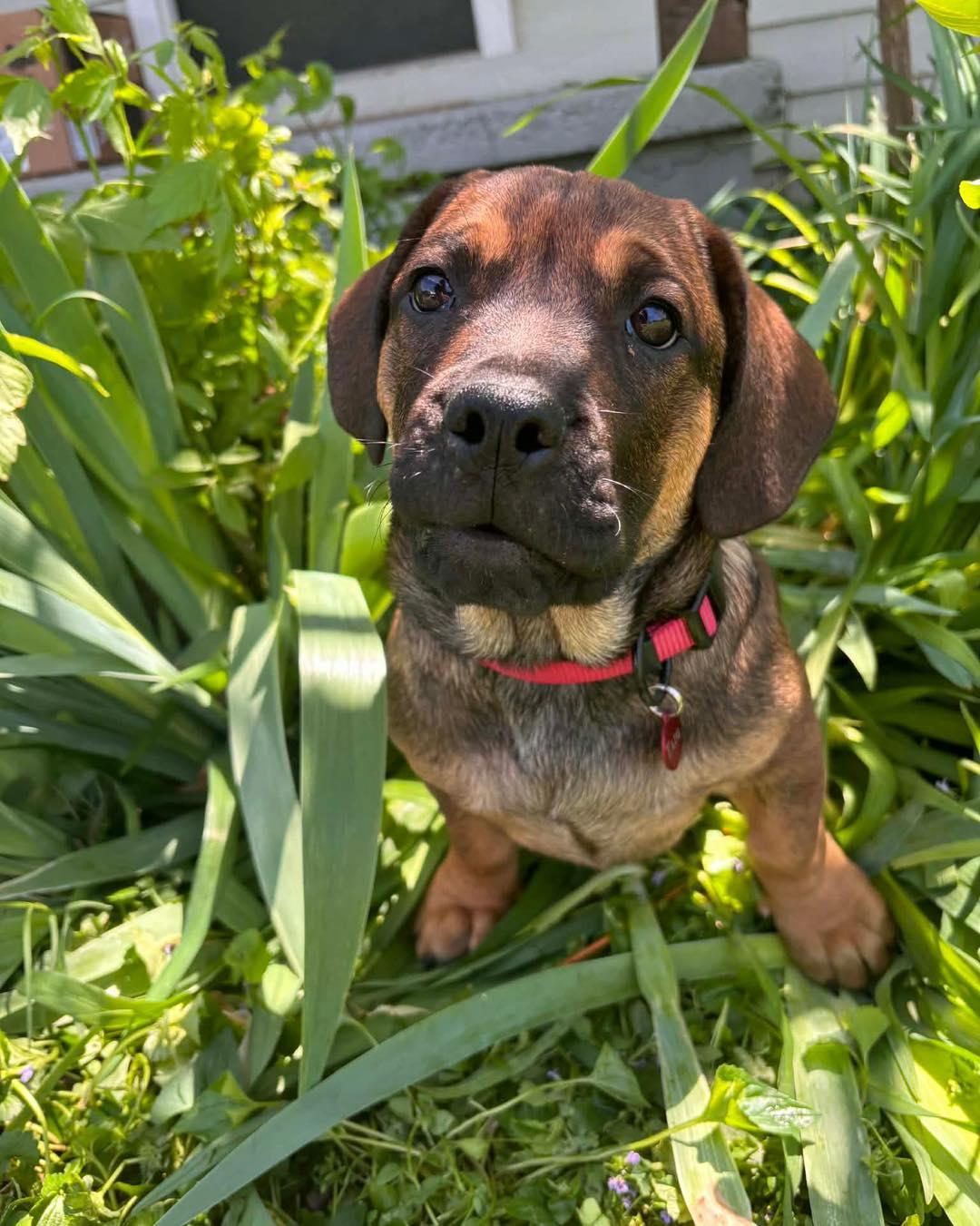 Enlarge Tato, a ADOPTABLE mixed breed in Broken Arrow, OK image 3/6