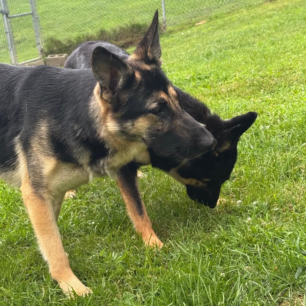 Tia, Adoptable, Adult Female German Shepherd Dog.