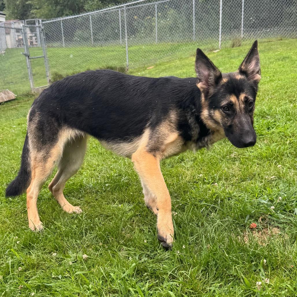 Enlarge Tia, a Adoptable German Shepherd Dog in Middlebury, VT image 2/4
