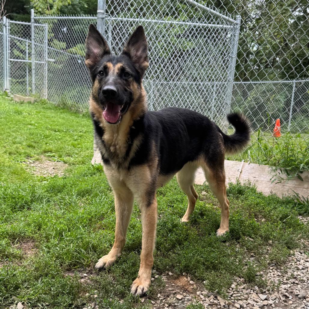 Enlarge Tia, a Adoptable German Shepherd Dog in Middlebury, VT image 3/4