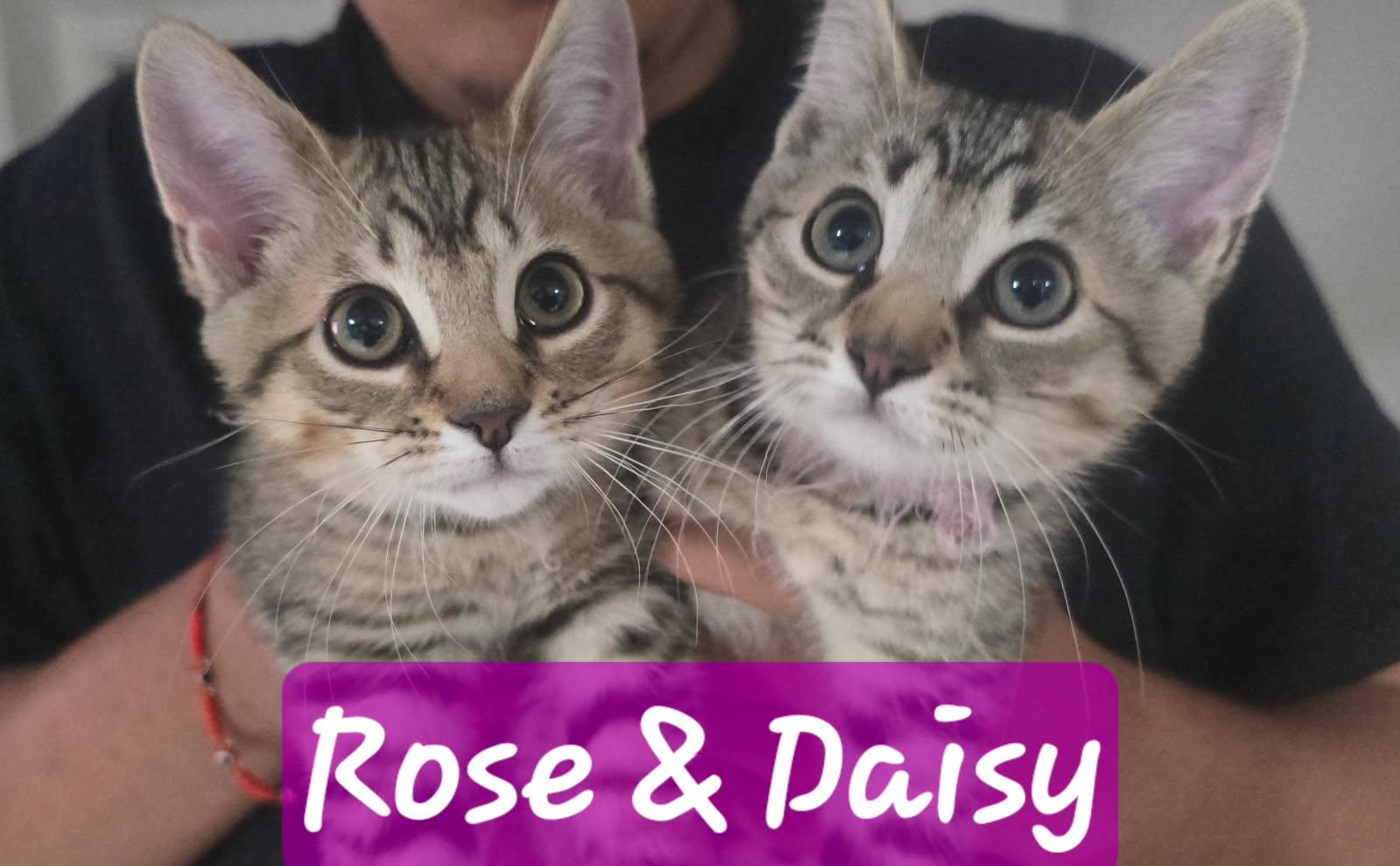 Rose Corey Daisy Iris photo 1