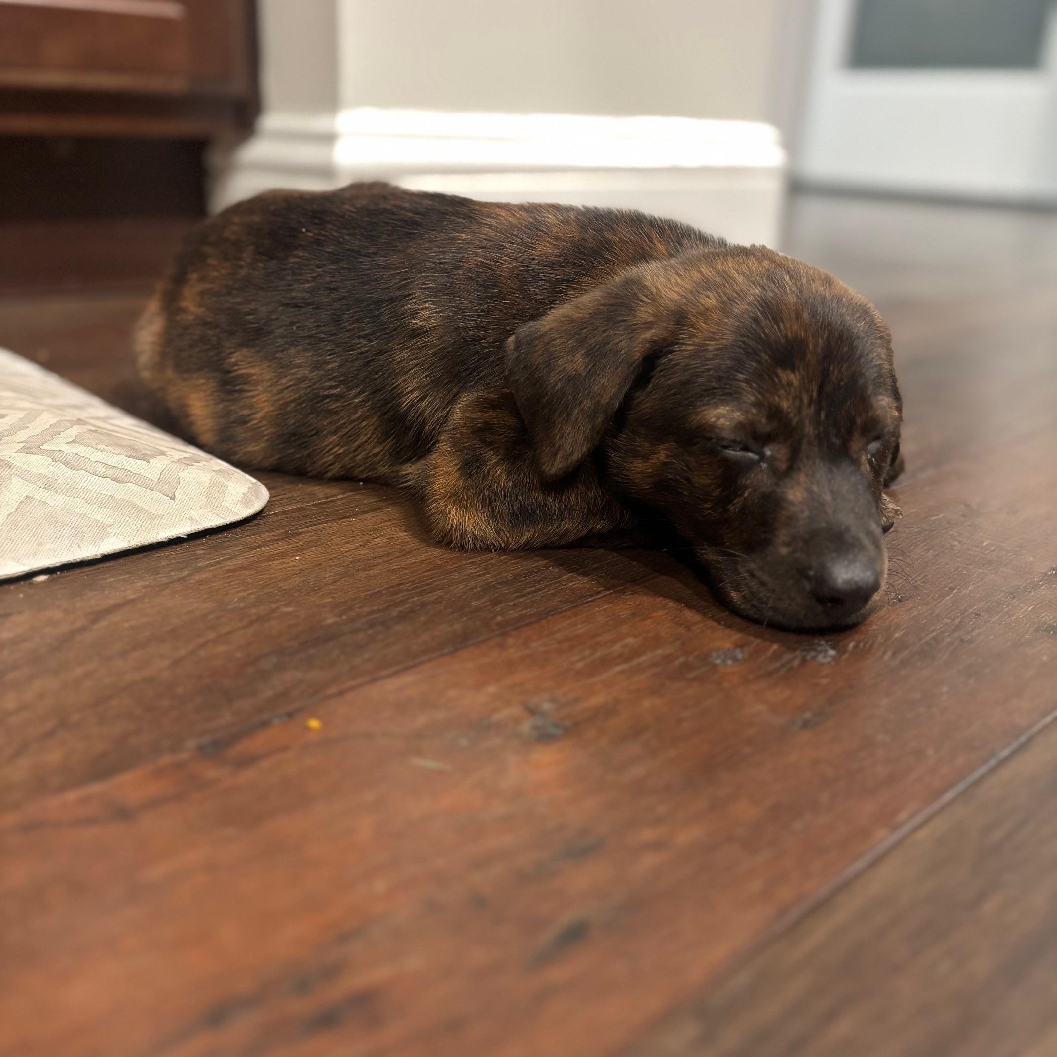 Tucker, an adopted mixed breed in Joliet, IL image 4/6