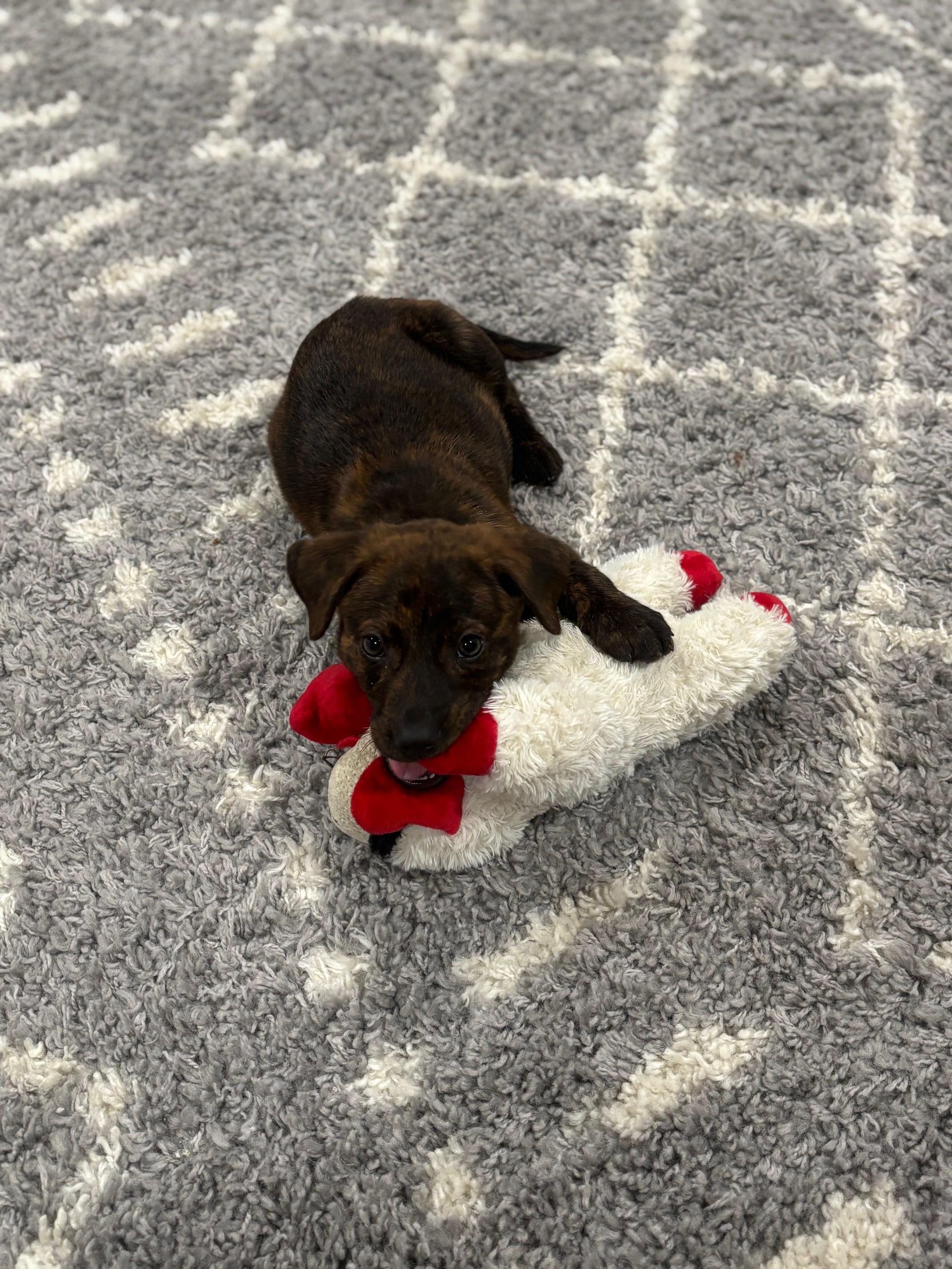 Tucker, an adopted mixed breed in Joliet, IL image 6/6