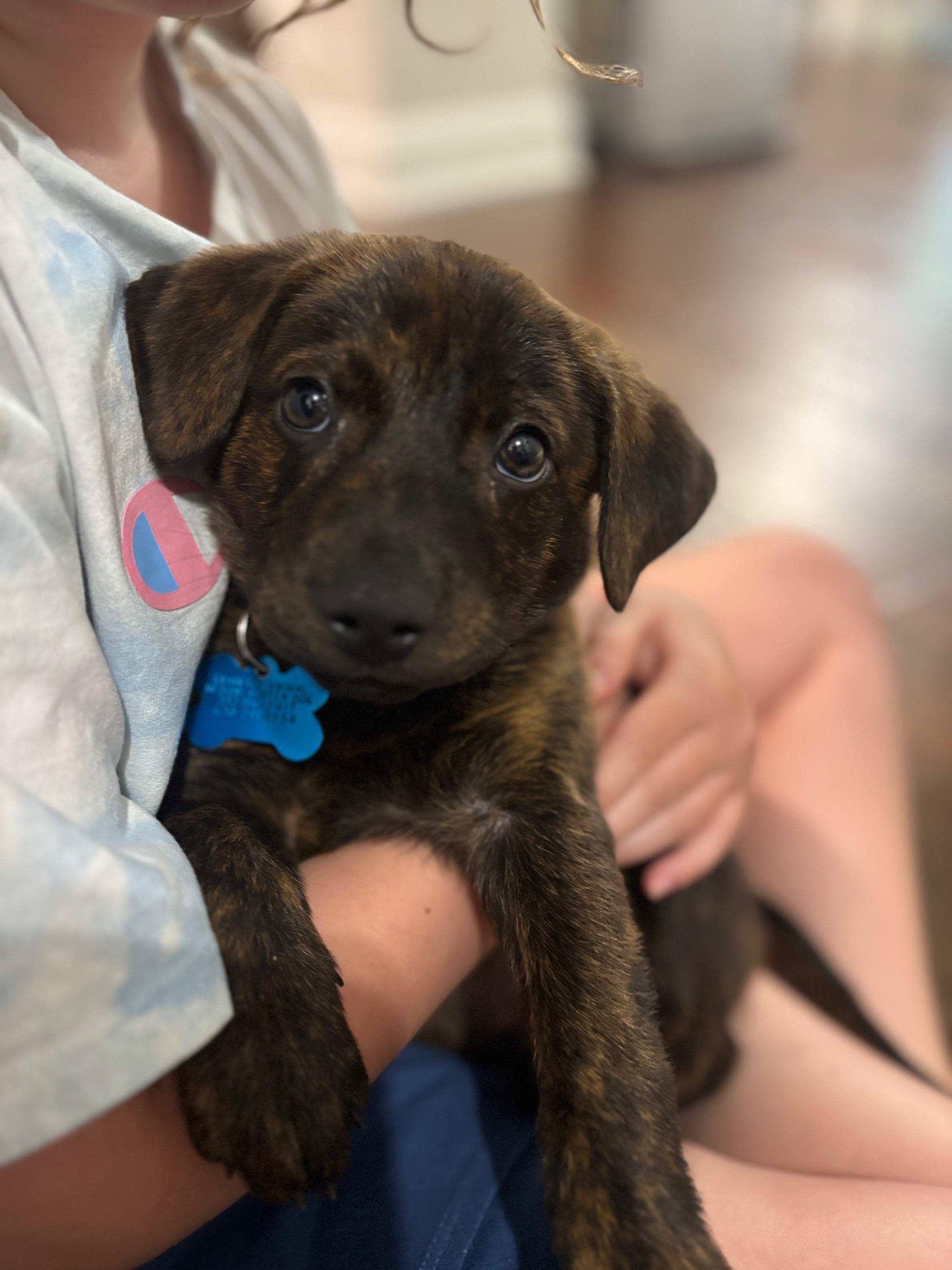 Tucker, an adopted mixed breed in Joliet, IL image 2/6