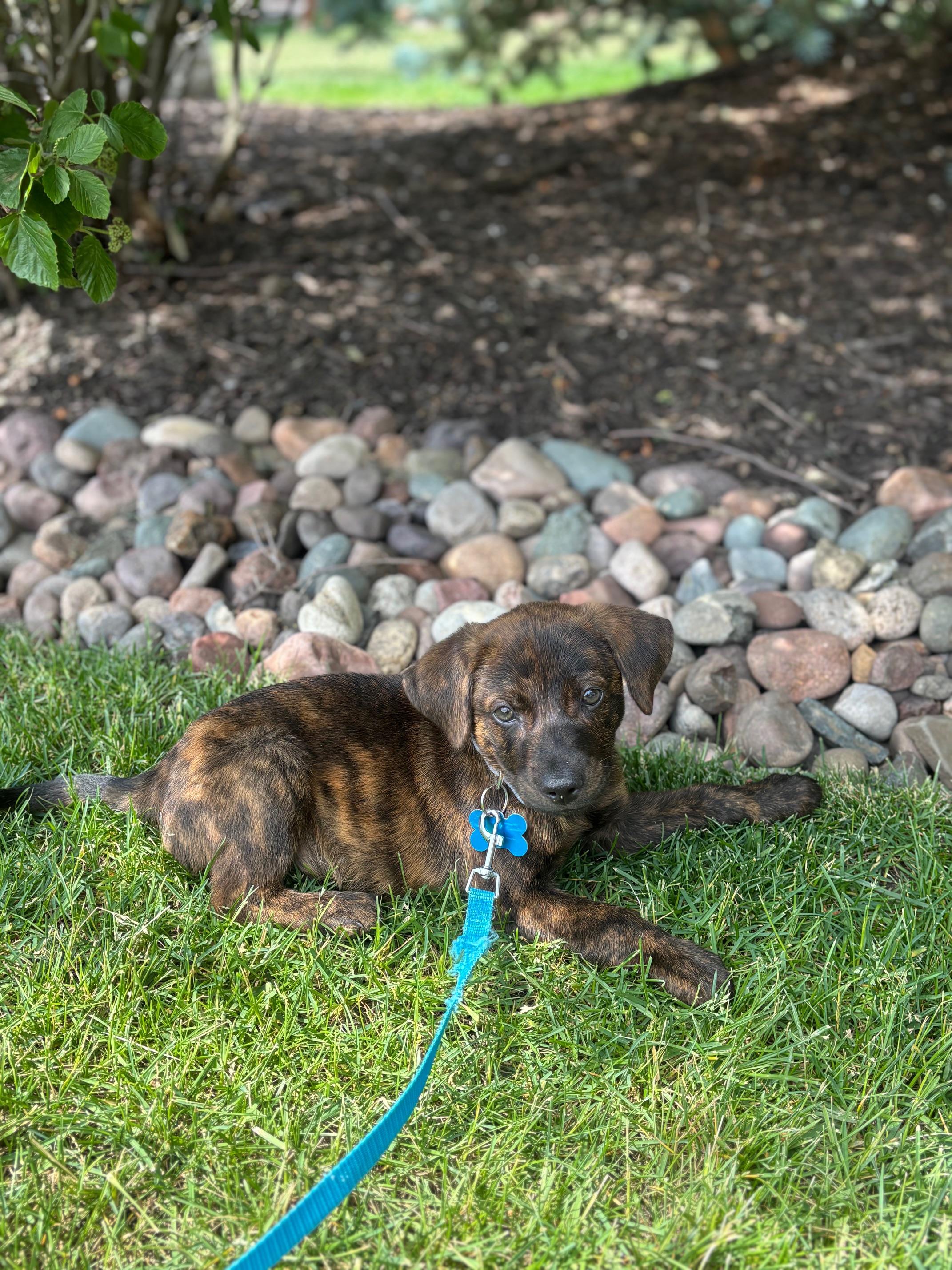 Tucker, an adopted mixed breed in Joliet, IL image 3/6