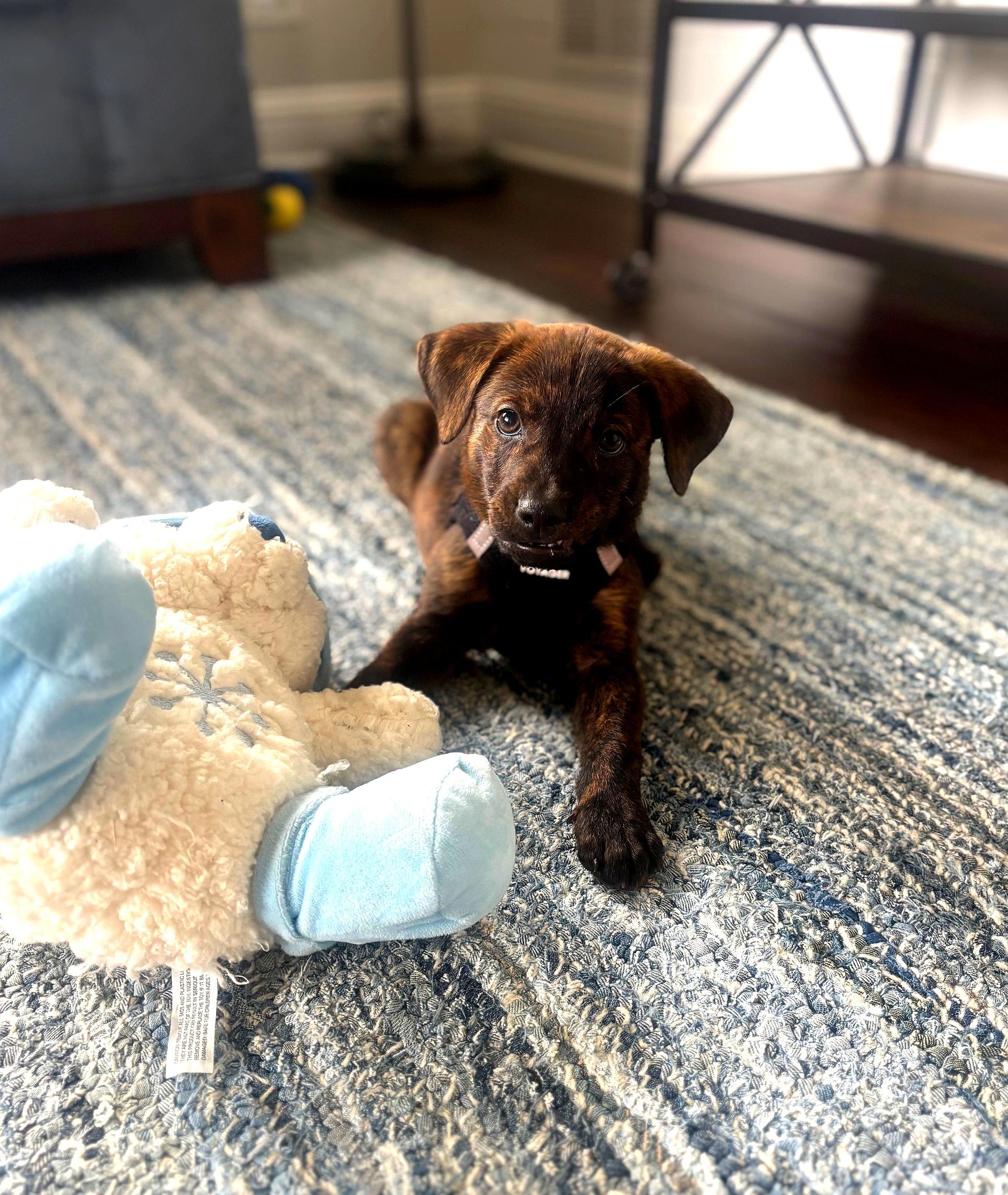 Tucker, an adopted mixed breed in Joliet, IL image 1/6