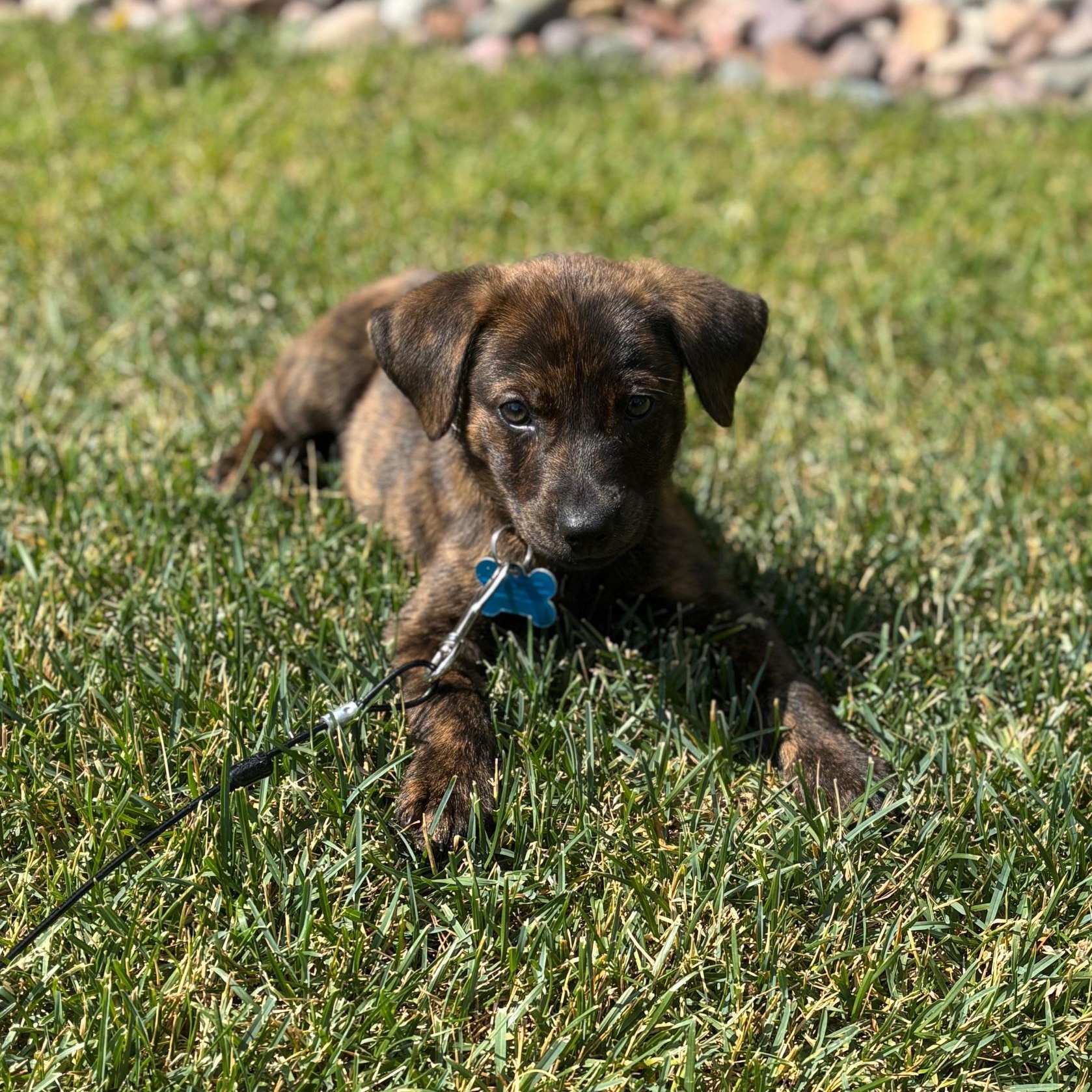 Tucker, an adopted mixed breed in Joliet, IL image 5/6