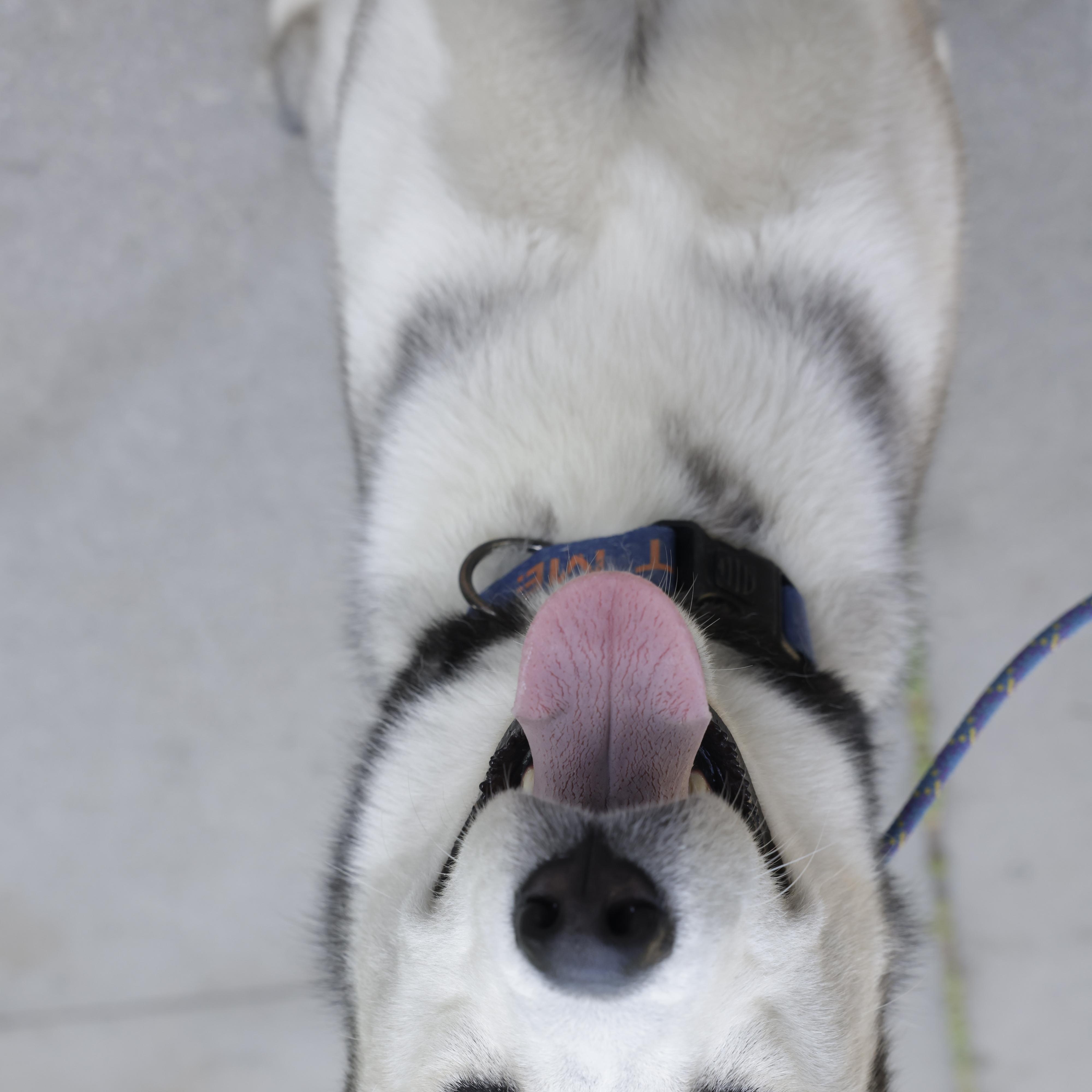 Enlarge Max (courtesy post), a Adoptable mixed breed in Los Angeles, CA image 5/5