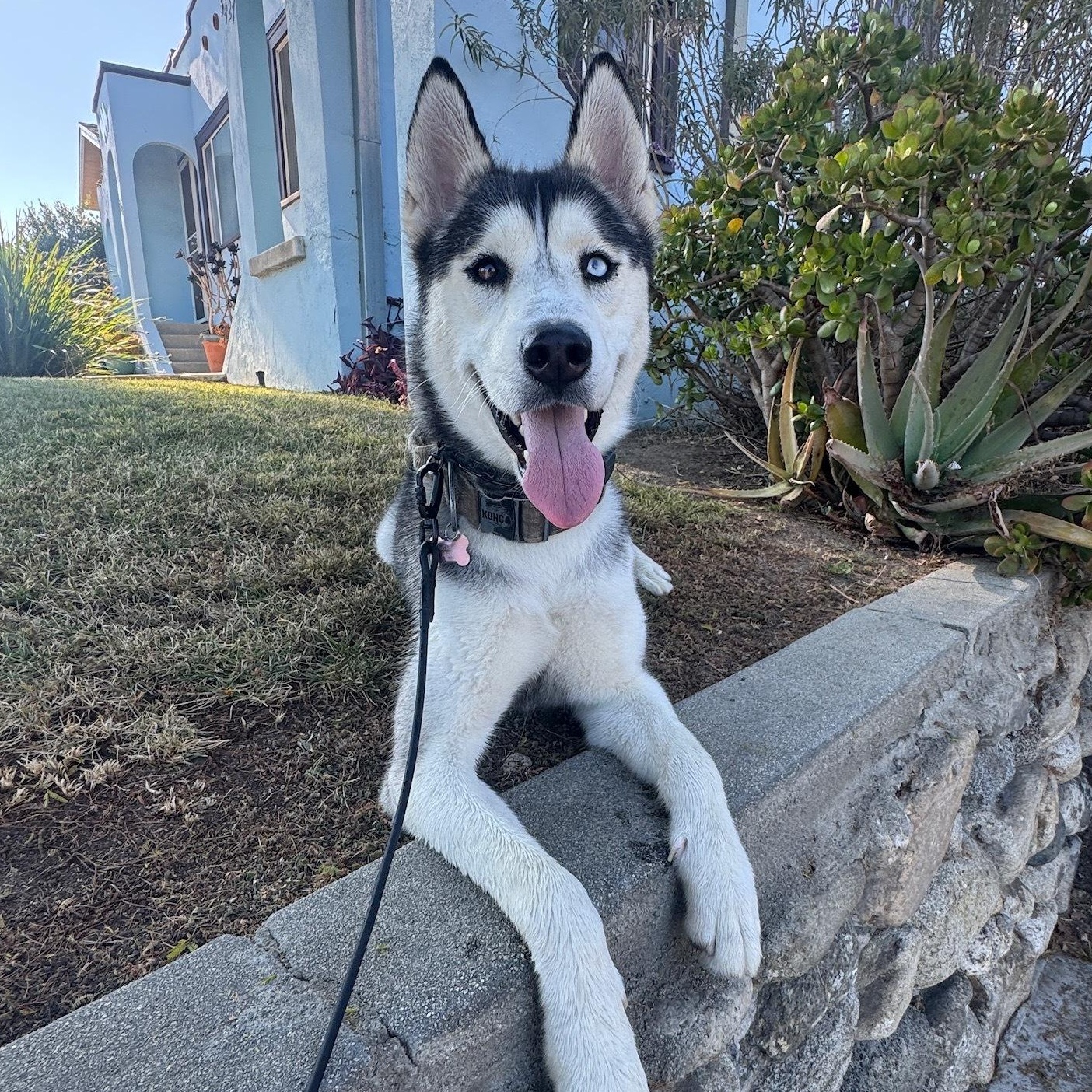 Enlarge Max (courtesy post), a Adoptable mixed breed in Los Angeles, CA image 1/5
