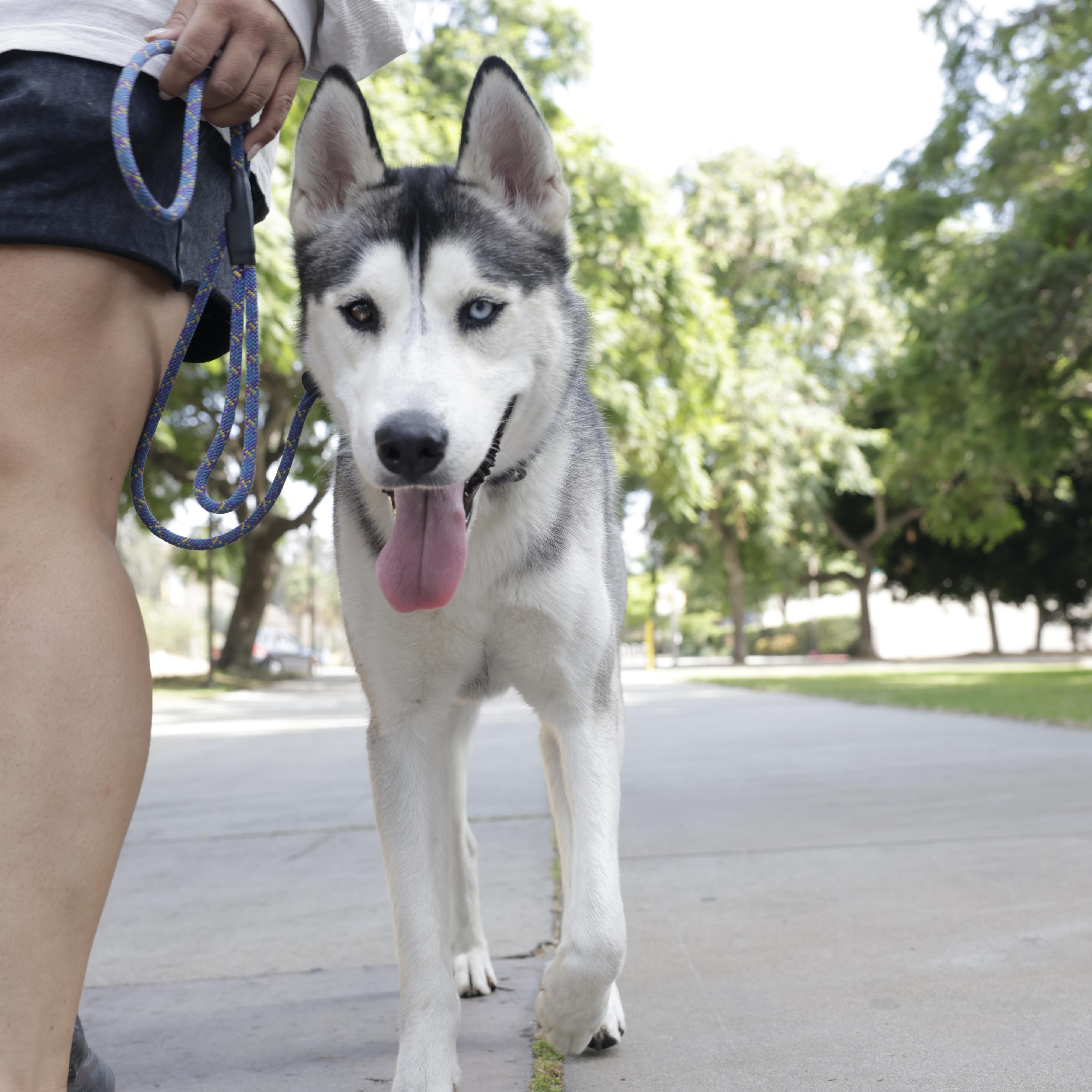 Enlarge Max (courtesy post), a Adoptable mixed breed in Los Angeles, CA image 4/5