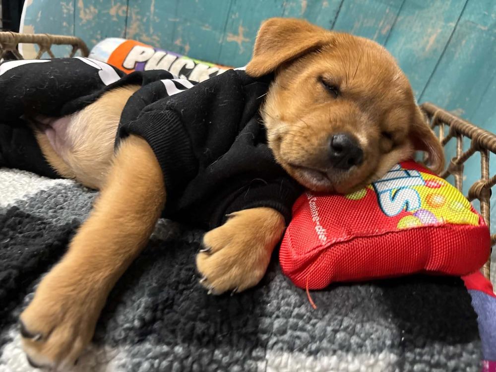 SweeTart, Adoptable, Puppy Female Mixed Breed.