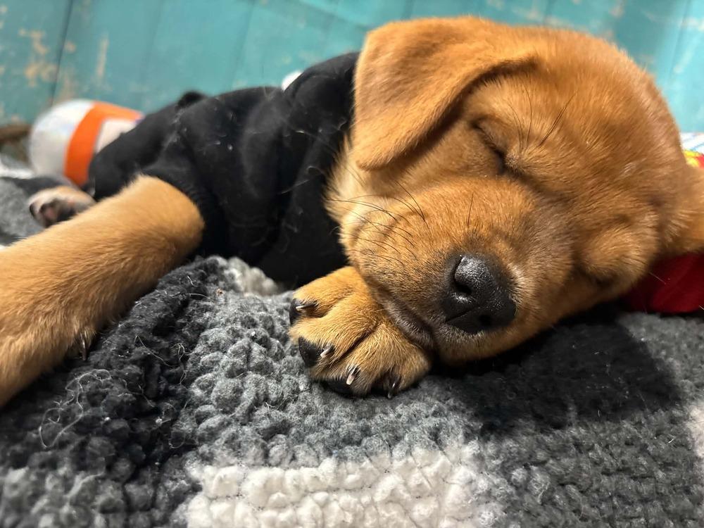Enlarge SweeTart, a Adoptable mixed breed in Dorr, MI image 2/6