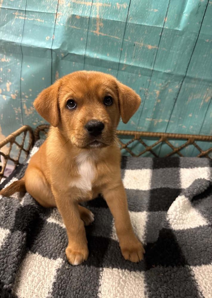 Enlarge SweeTart, a Adoptable mixed breed in Dorr, MI image 3/6