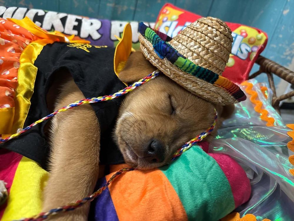 Enlarge SweeTart, a Adoptable mixed breed in Dorr, MI image 5/6