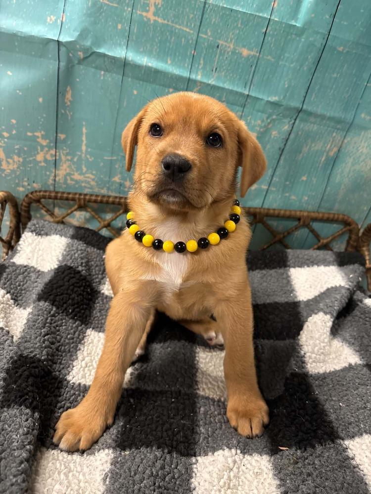 Enlarge SweeTart, a Adoptable mixed breed in Dorr, MI image 6/6