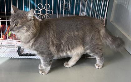 Enlarge Cloud, a ADOPTABLE Domestic Long Hair in Plano, TX image 2/4