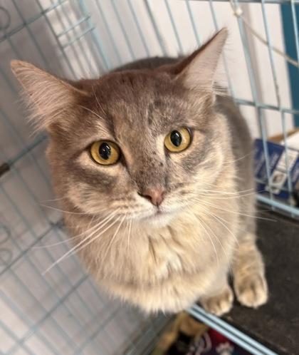 Enlarge Cloud, a ADOPTABLE Domestic Long Hair in Plano, TX image 1/4