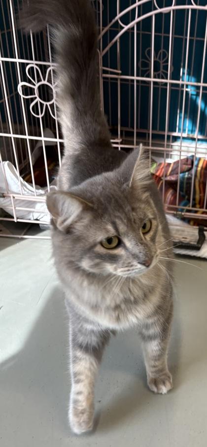Enlarge Cloud, a ADOPTABLE Domestic Long Hair in Plano, TX image 3/4