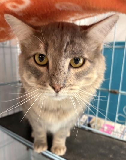 Enlarge Cloud, a ADOPTABLE Domestic Long Hair in Plano, TX image 4/4