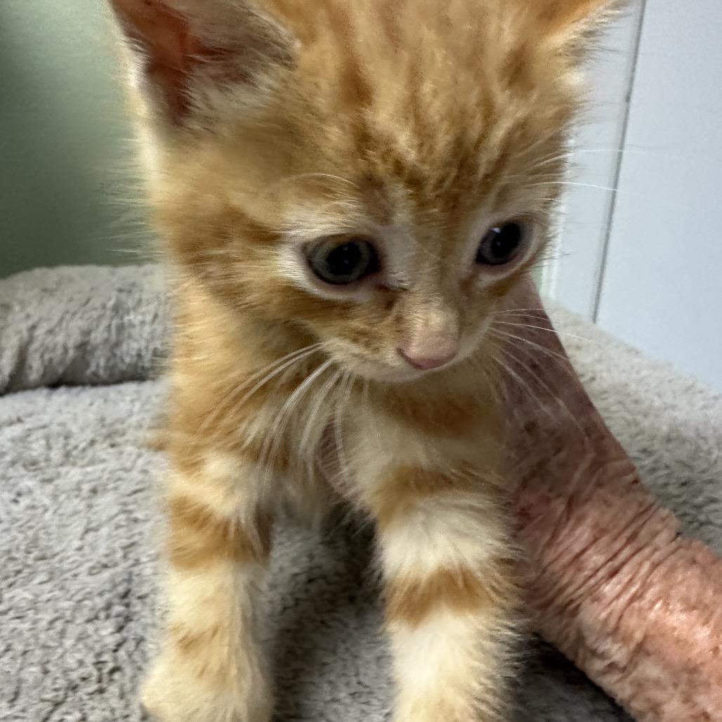 Milo, Adoptable, Kitten Male Domestic Short Hair.