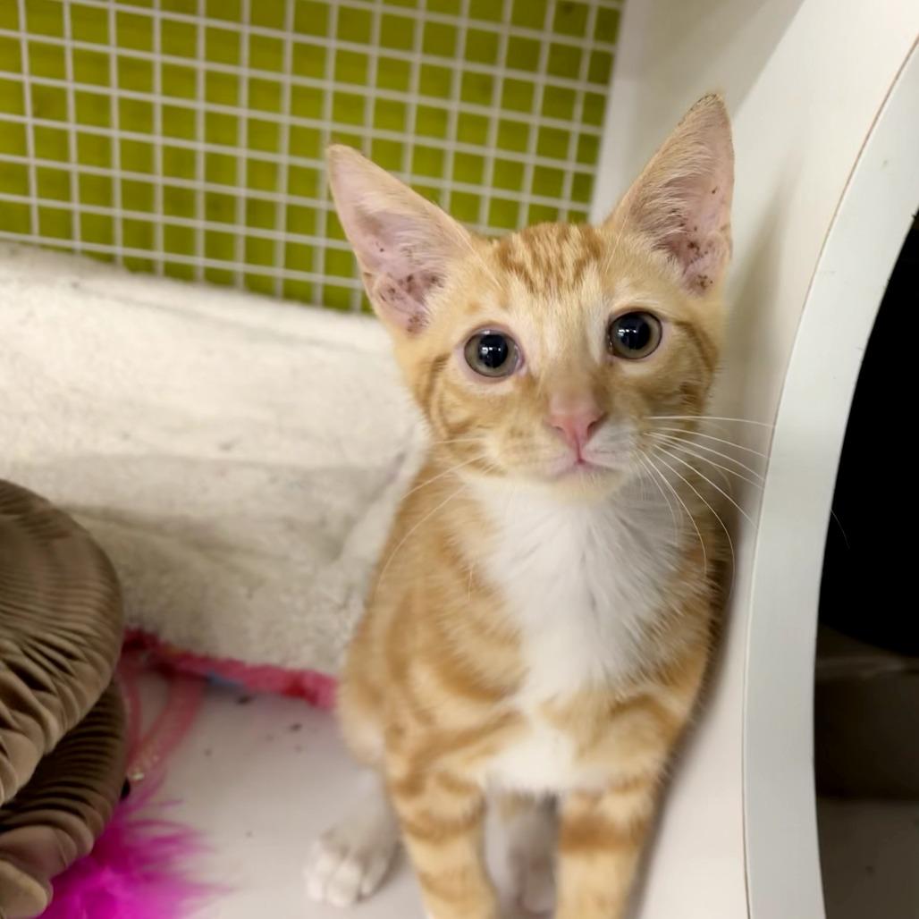 Milo, a Adoptable Domestic Short Hair in Volcano, HI image 2/4