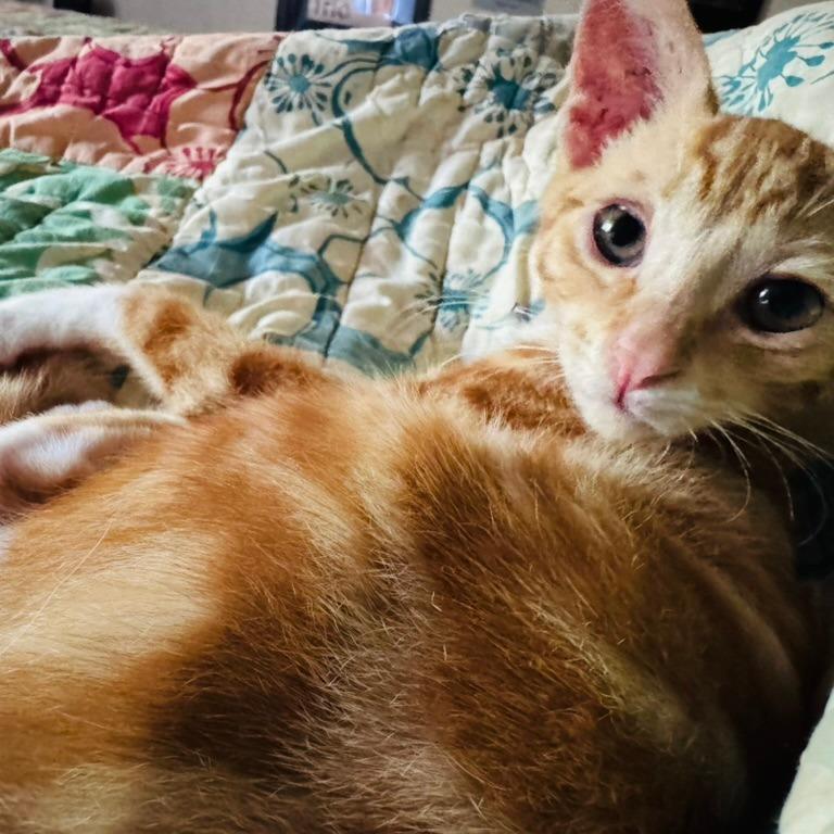 Milo, a Adoptable Domestic Short Hair in Volcano, HI image 3/4