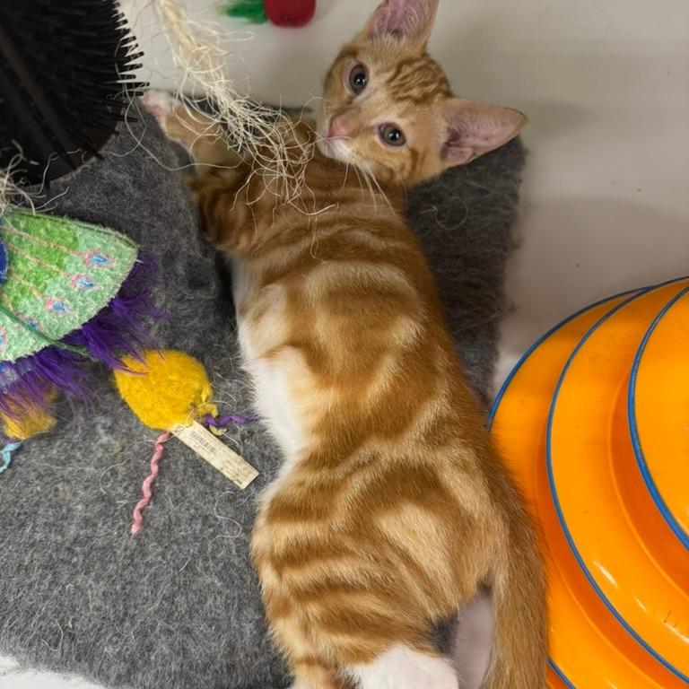 Milo, a Adoptable Domestic Short Hair in Volcano, HI image 4/4