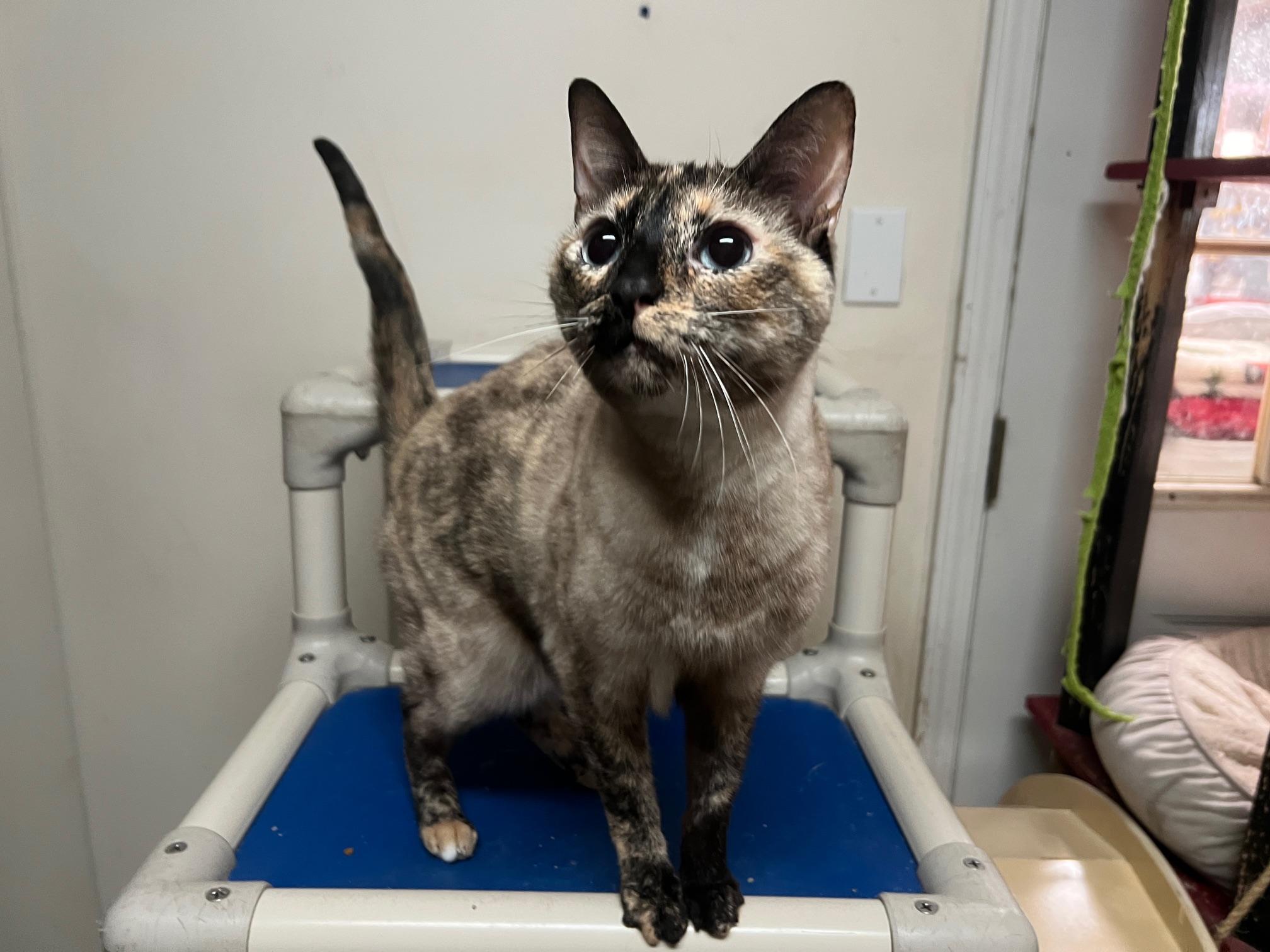 Tootie, Adult Female unknown