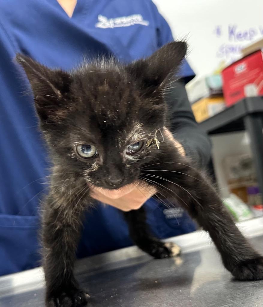 Mochi, Adoptable, Kitten Female Domestic Short Hair.