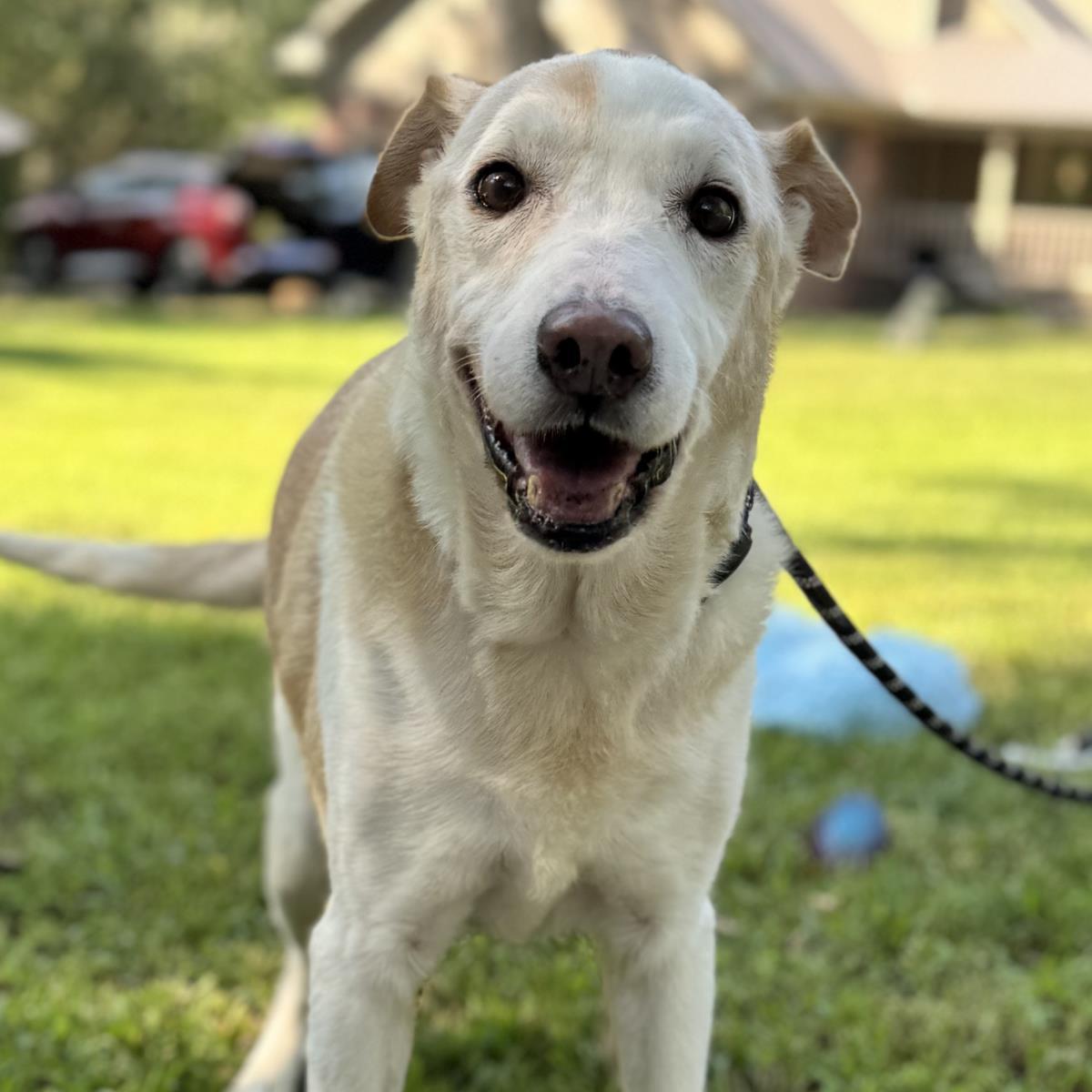 Marge And Homer, Adoptable, Senior Female Labrador Retriever.