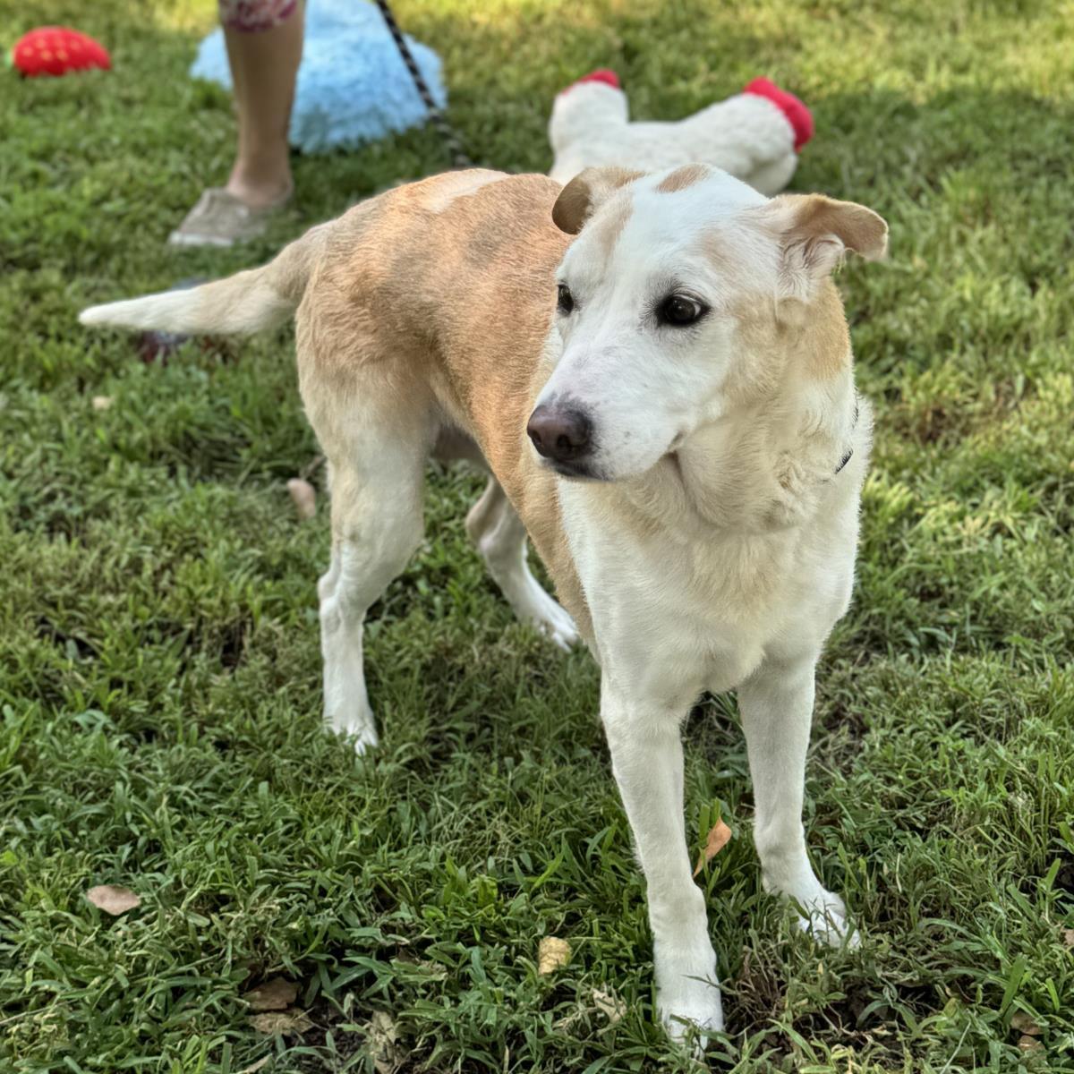 Marge And Homer, a Adoptable Labrador Retriever in Locust Fork, AL image 3/3