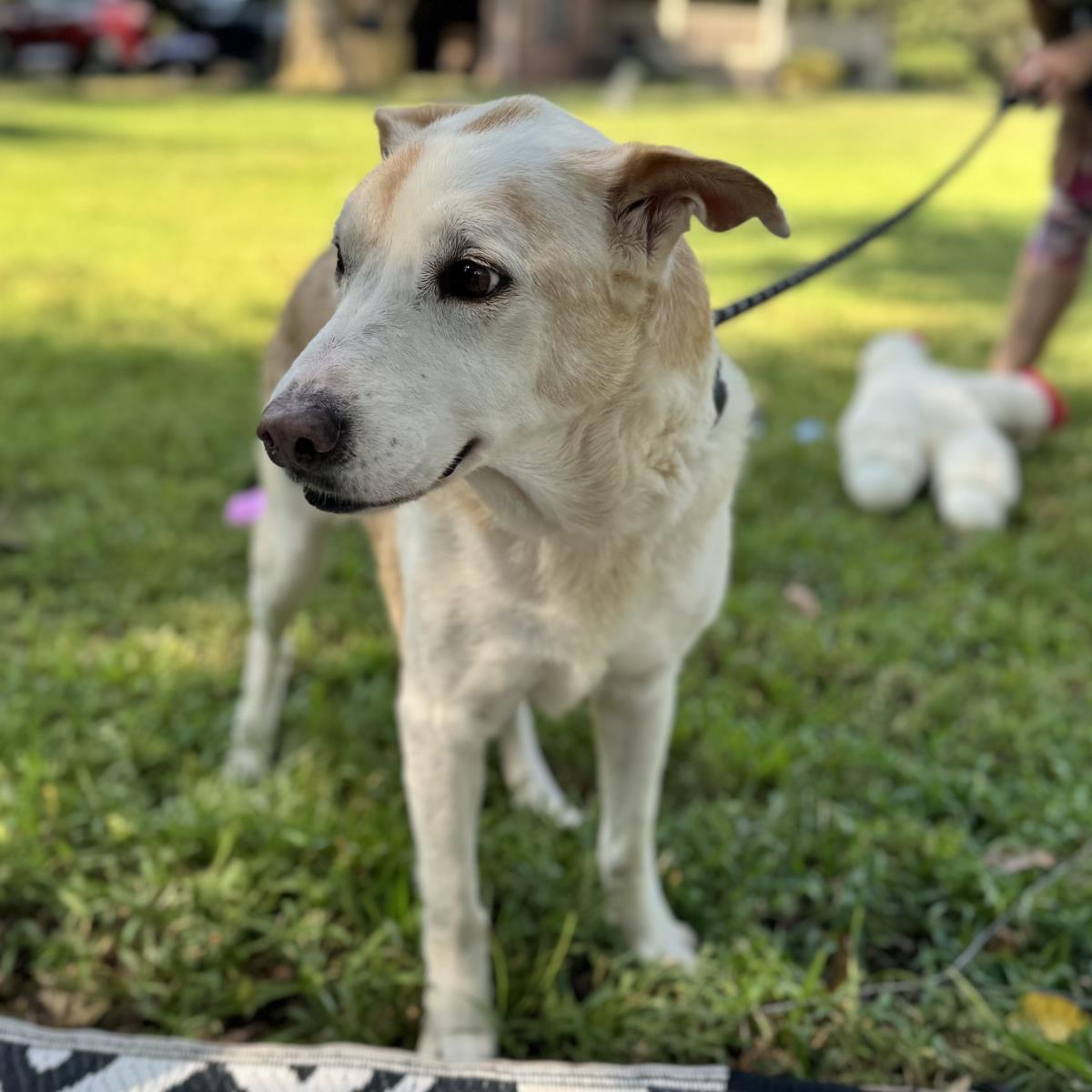 Enlarge Marge And Homer, a Adoptable Labrador Retriever in Locust Fork, AL image 3/3