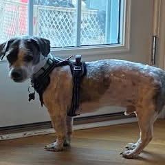 Bonsai, Adoptable, Adult Male Shih Tzu.