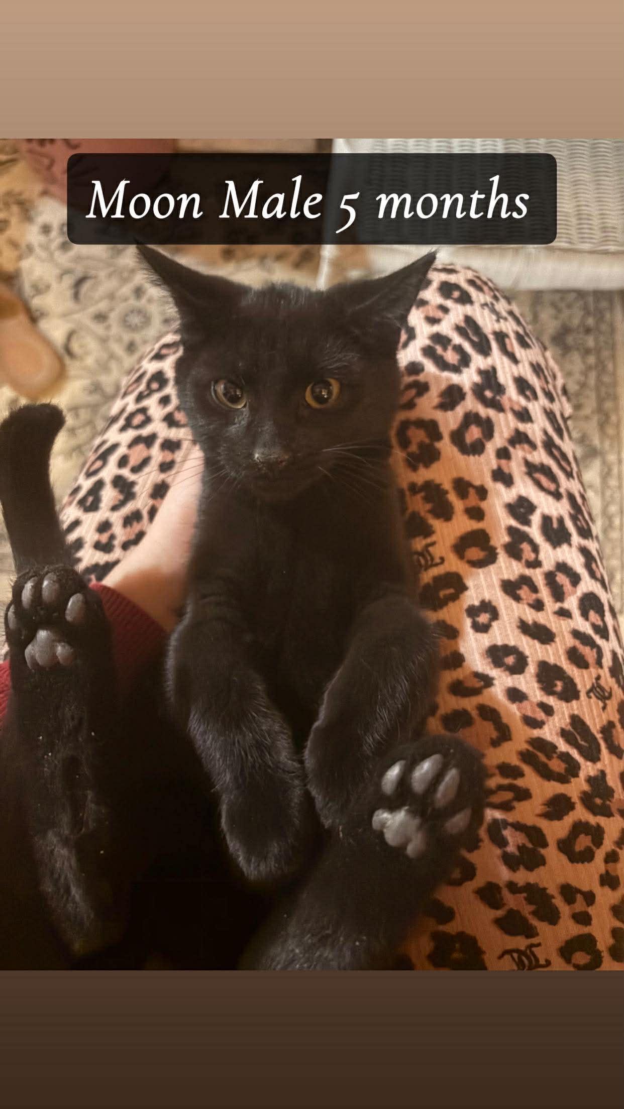 Enlarge Moon, a Adoptable Domestic Short Hair in Clymer, PA image 2/6