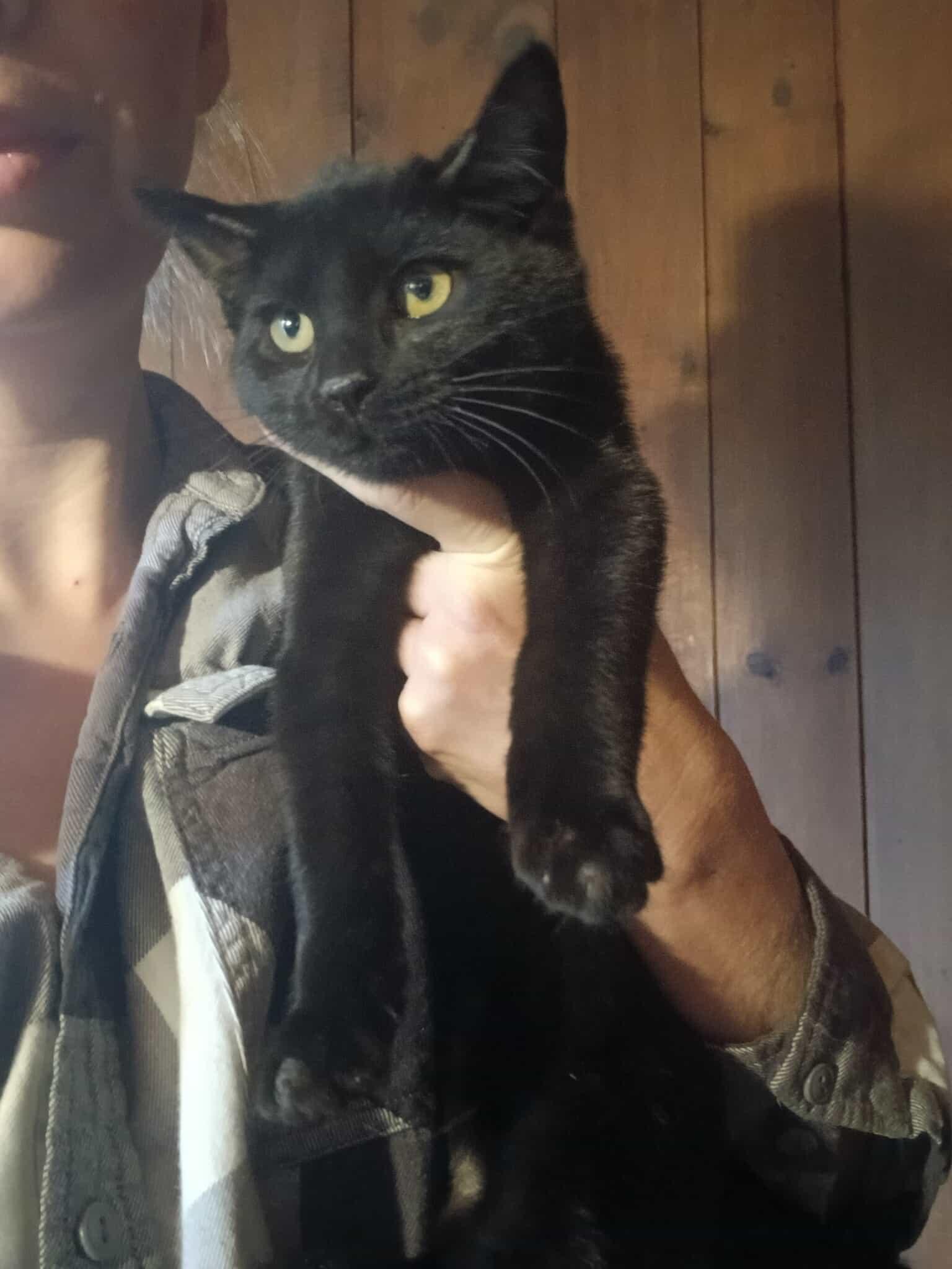 Enlarge Moon, a Adoptable Domestic Short Hair in Clymer, PA image 3/6