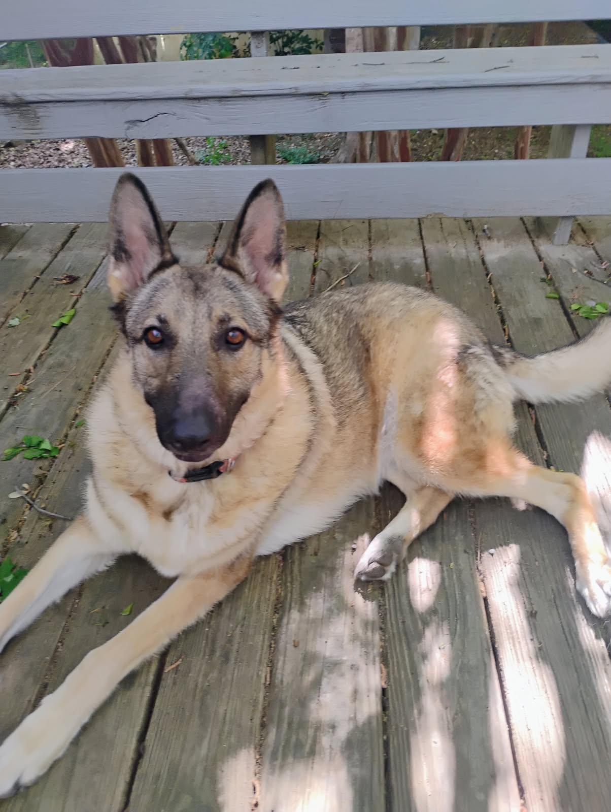 LUCY, Adoptable, Adult Female German Shepherd Dog.