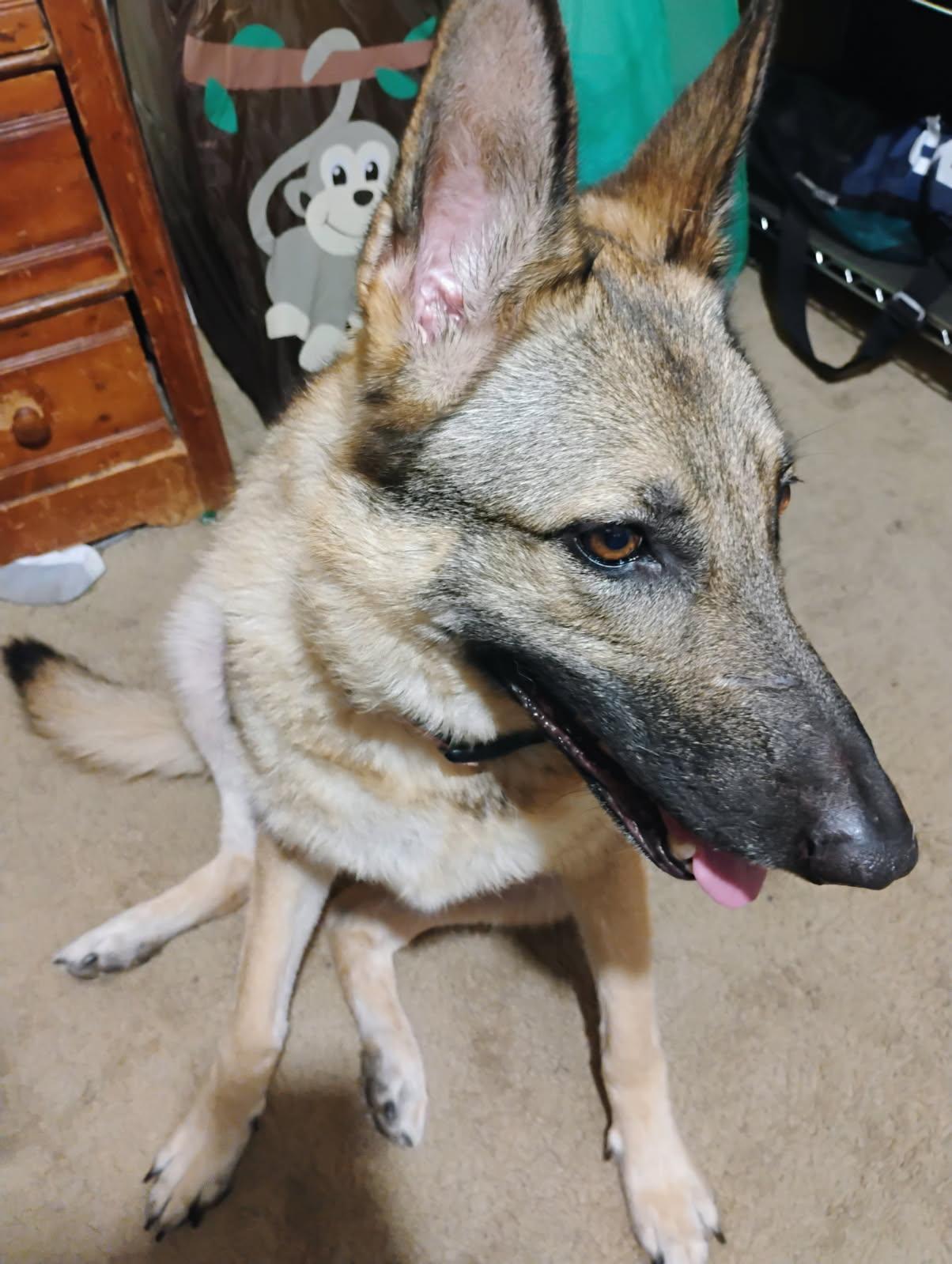 Enlarge LUCY, a Adoptable German Shepherd Dog in Roswell, GA image 3/3