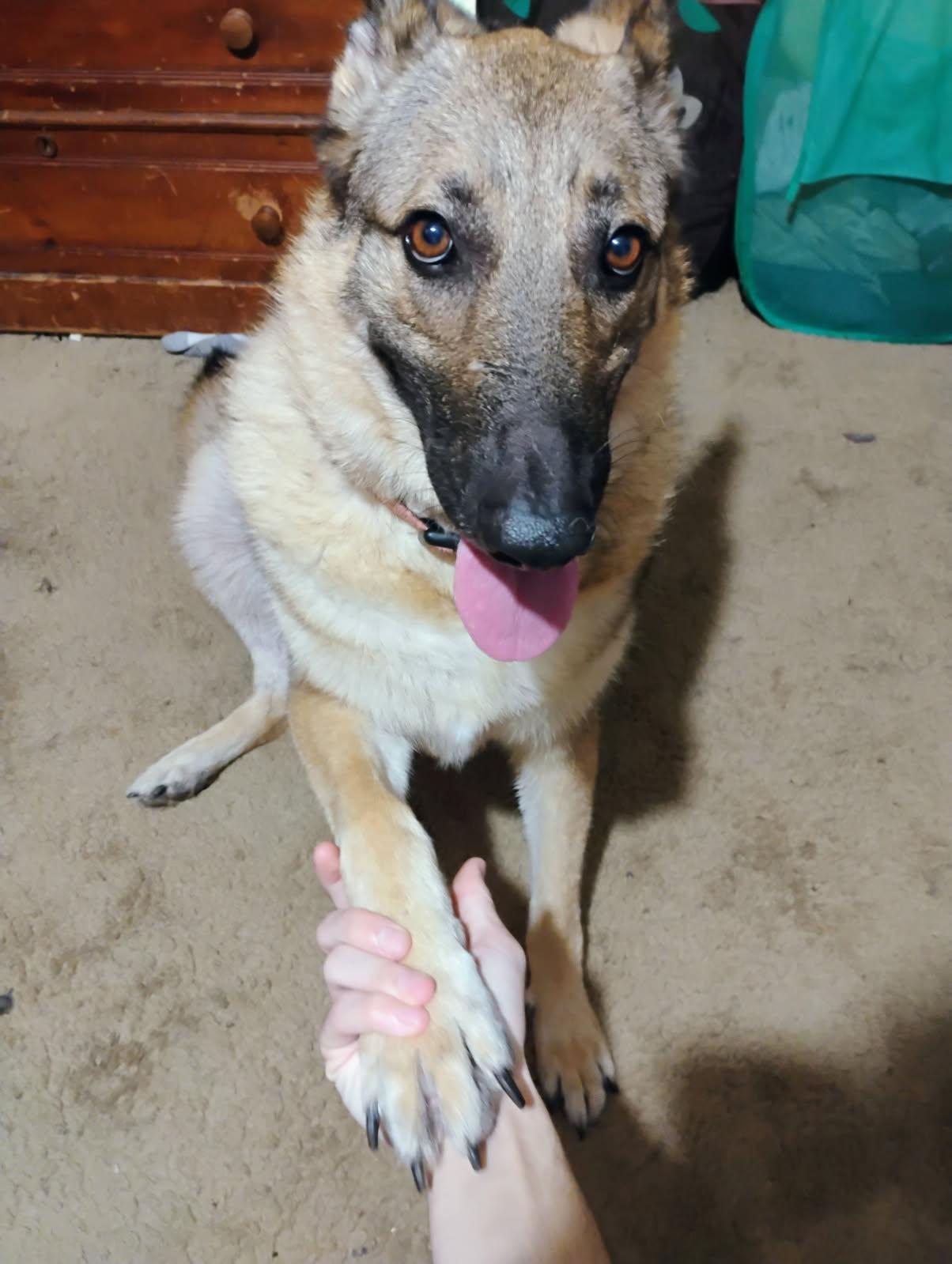 Enlarge LUCY, a Adoptable German Shepherd Dog in Roswell, GA image 2/3